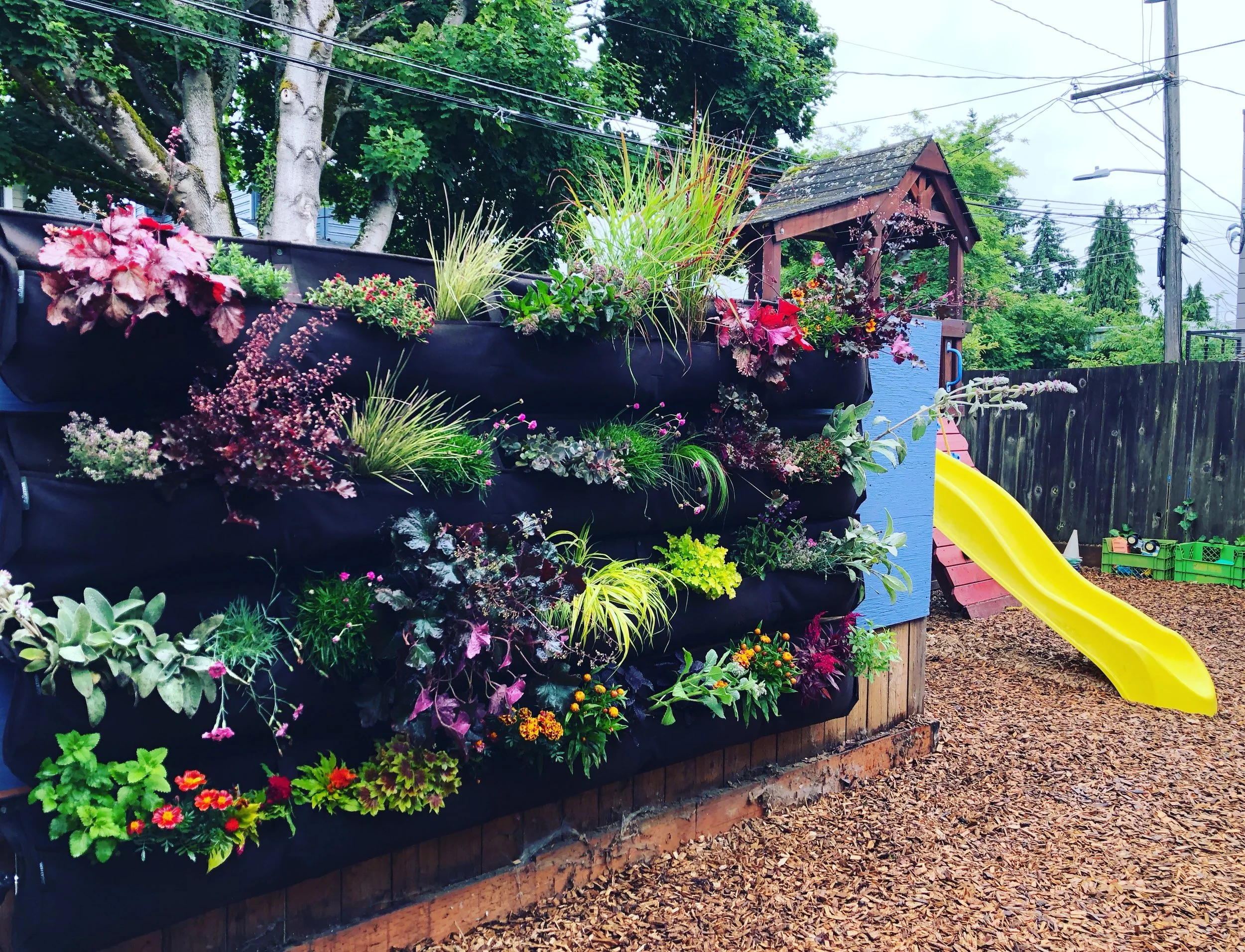 Preschool Living Wall, Seattle, WA.