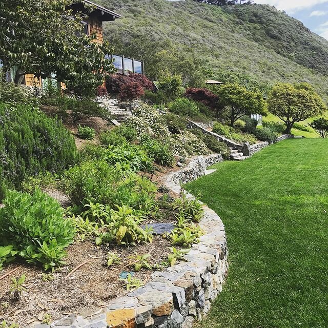 Plants don&rsquo;t really care if there&rsquo;s a human pandemic. Just doin their thing regardless. #californianativegarden #californialandscapedesign #droughttolerantlandscape