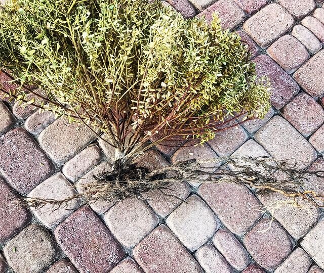 You ever pull out a dead or dying plant to discover roots like these? Lateral roots with no deep tap root, a sign of improper irrigation starting the day the plant was placed in the ground. Set those controllers to deep water (longer duration, fewer 