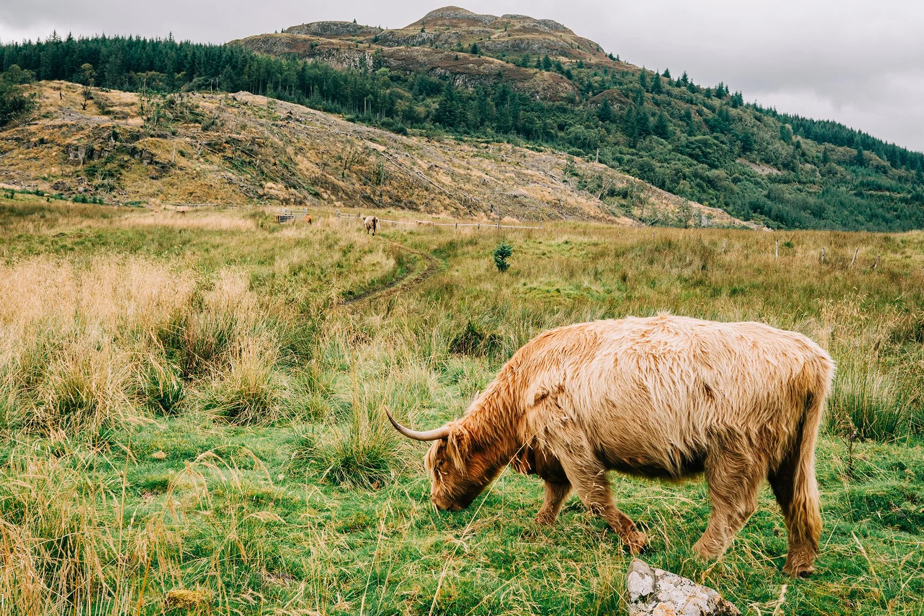 077_SONY_A7RIII_24GM_scotland-08181.jpg