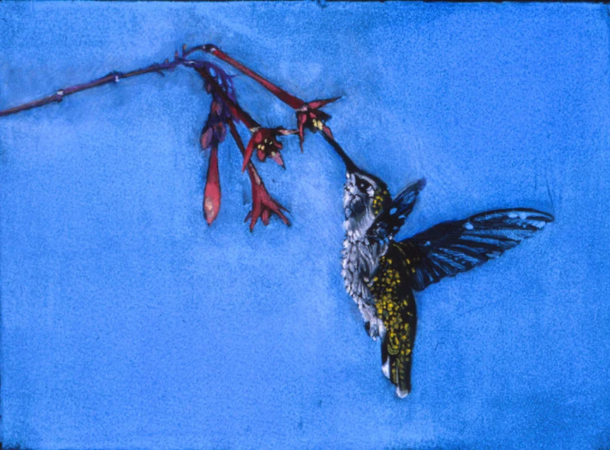 Humming-Bird-3_copy.jpg