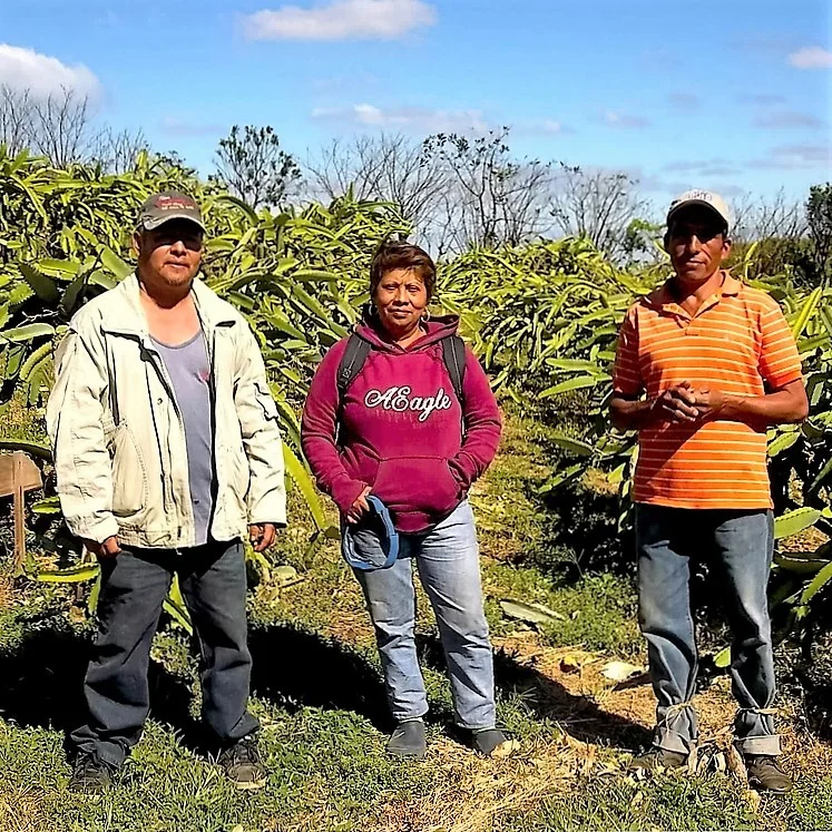 Name: Javier Norori & Orlando Blas Edades: Javier, 57 and Orlando, 59 Products: Dragon Fruit & Pineapple Location: La Conceptión de Masaya, Nicaragua About: Javier and Orlando switched to organic farming about 4 years ago. They are very pleased with the crops and happy to be a part of the cooperative working with Sol Simple. Orlando admits that organic farming is very demanding, but knows that the farmers and consumers are no longer exposed to harmful pesticides and chemicals that damage the earth. 