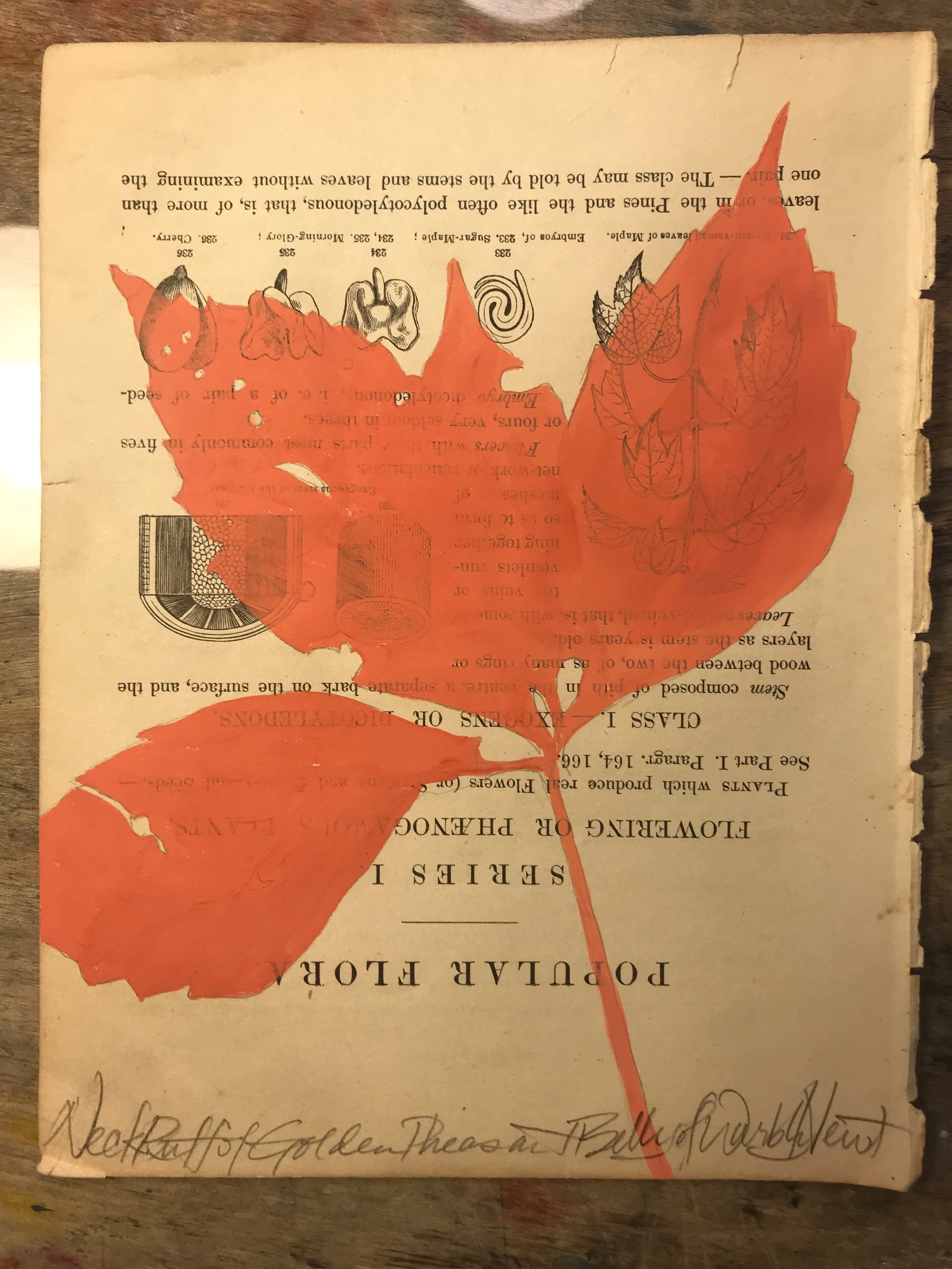 Coral Woodbury 4.jpeg