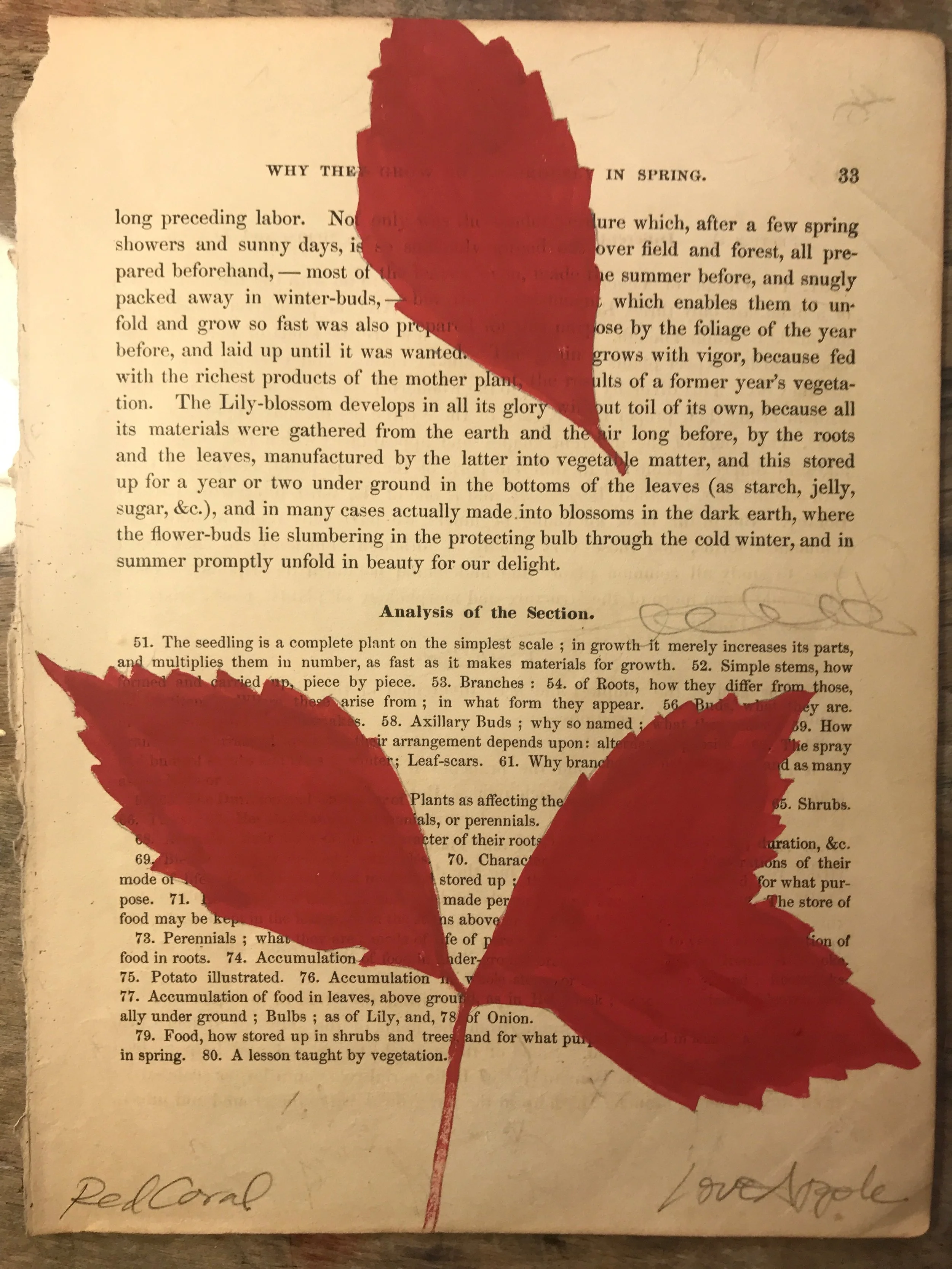 Coral Woodbury 7.jpeg