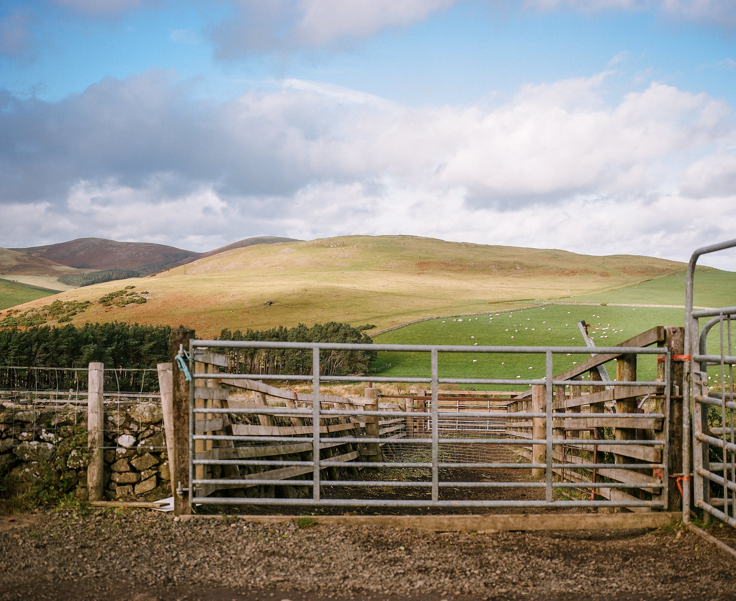 Ellie Chillingham Wild Cattle warden -8.jpg