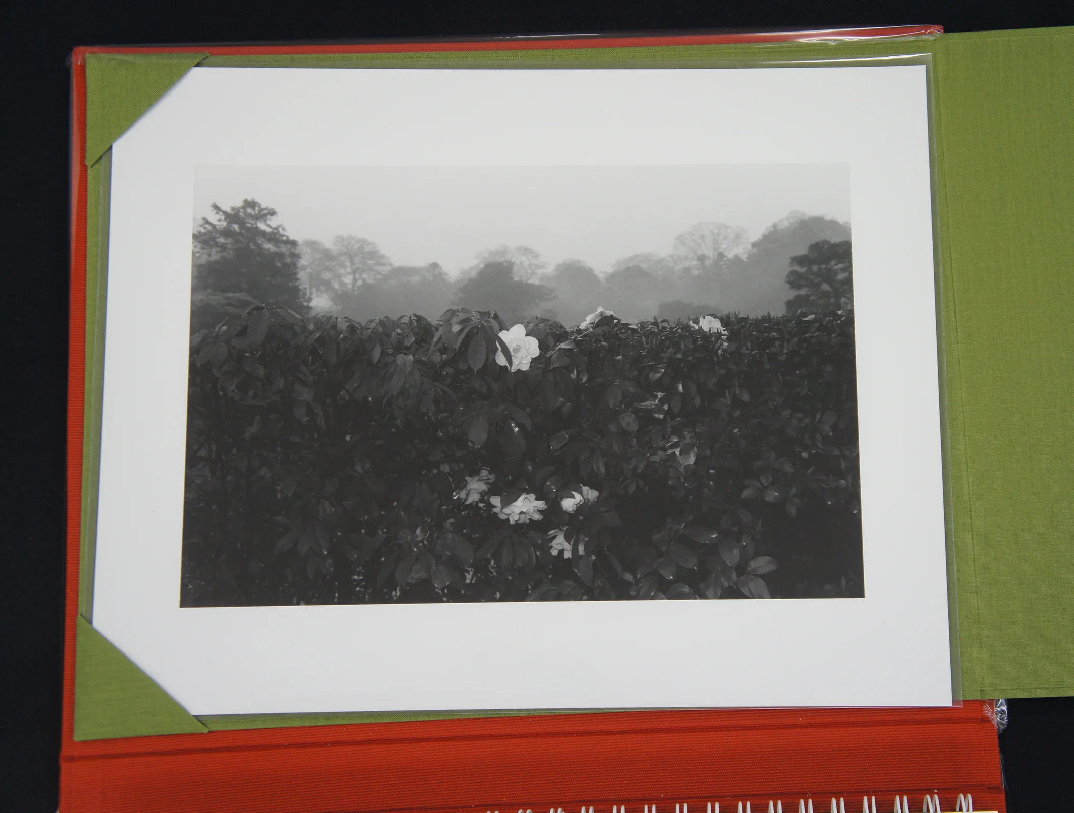 FlowersAndTrees05.jpg