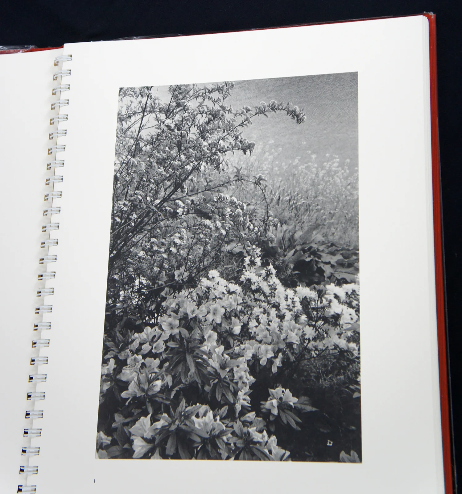 FlowersAndTrees08.jpg