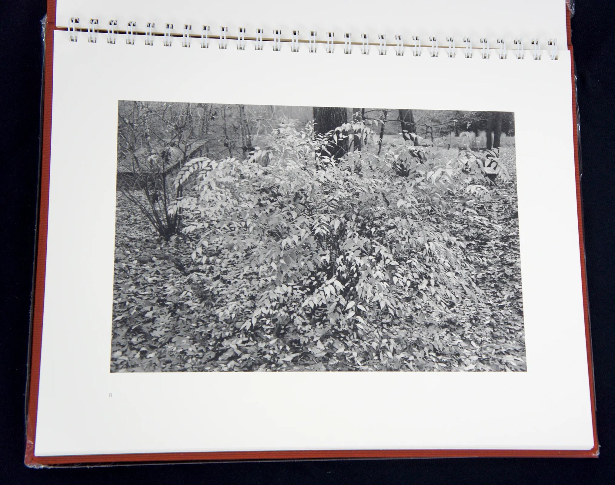 FlowersAndTrees09.jpg