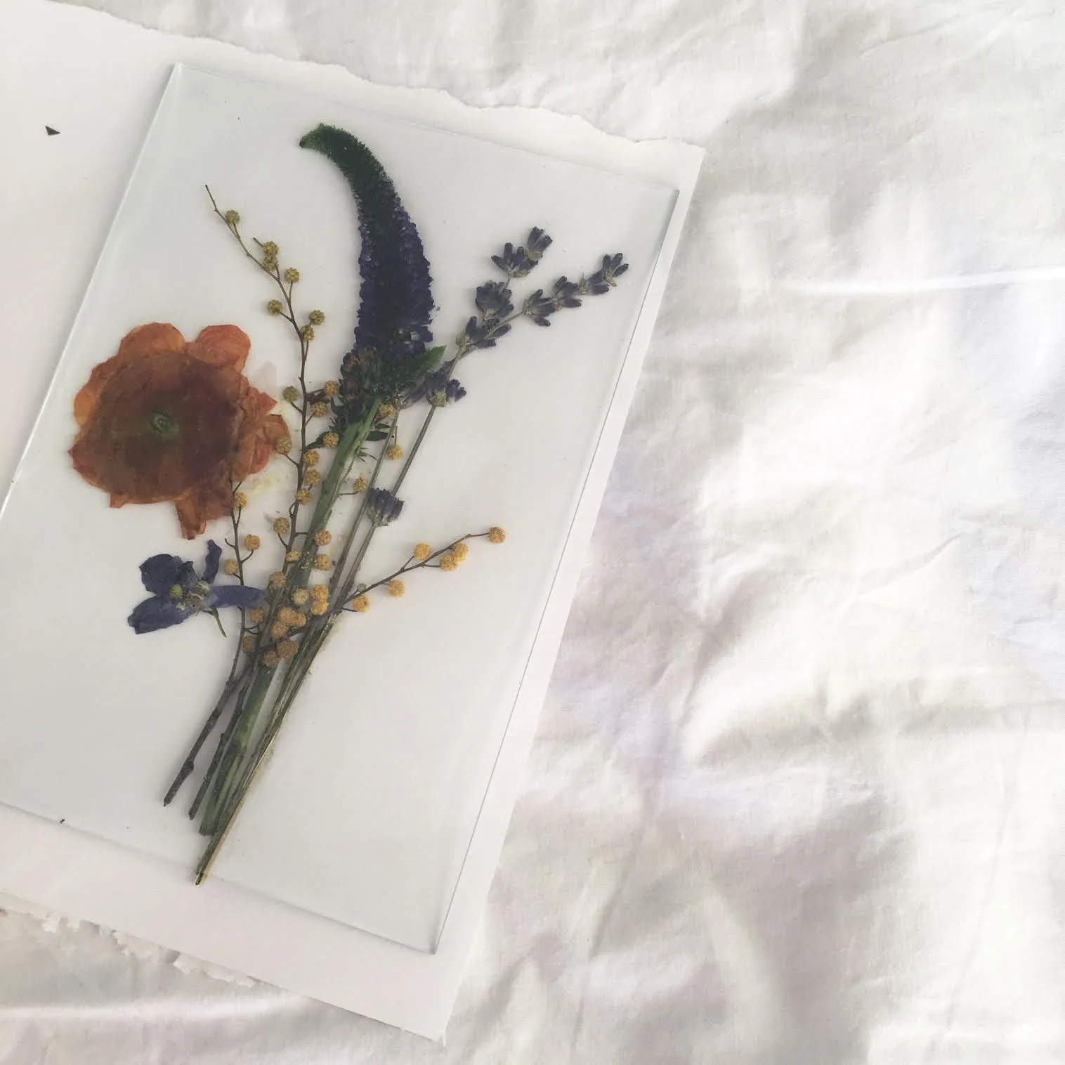 Pressed flowers - colour and texture feeding into my paintings