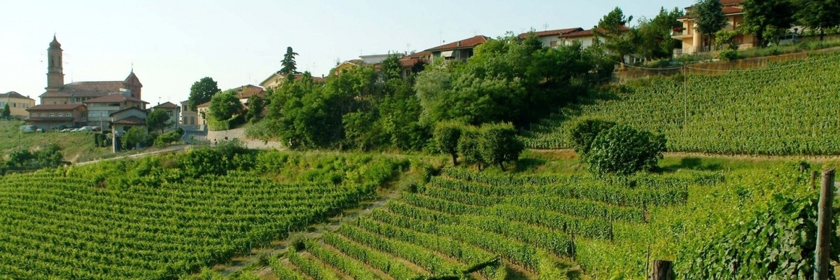Lodali Vineyards around Treiso, Langhe, Italy