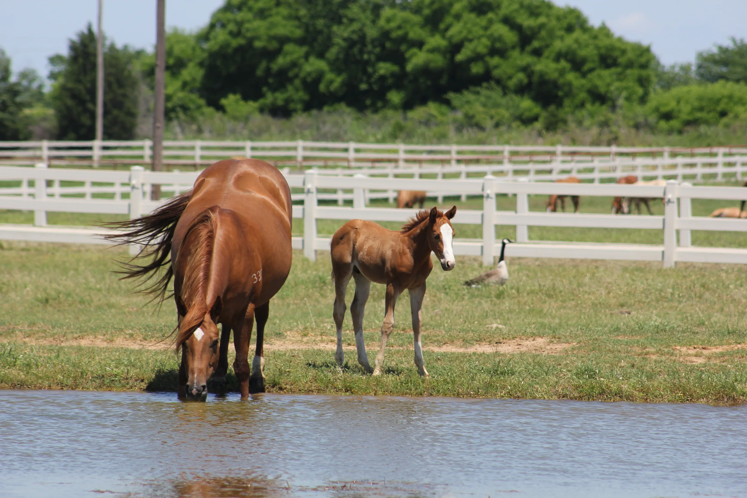 Gunners Tinseltown x Nicastar Lite