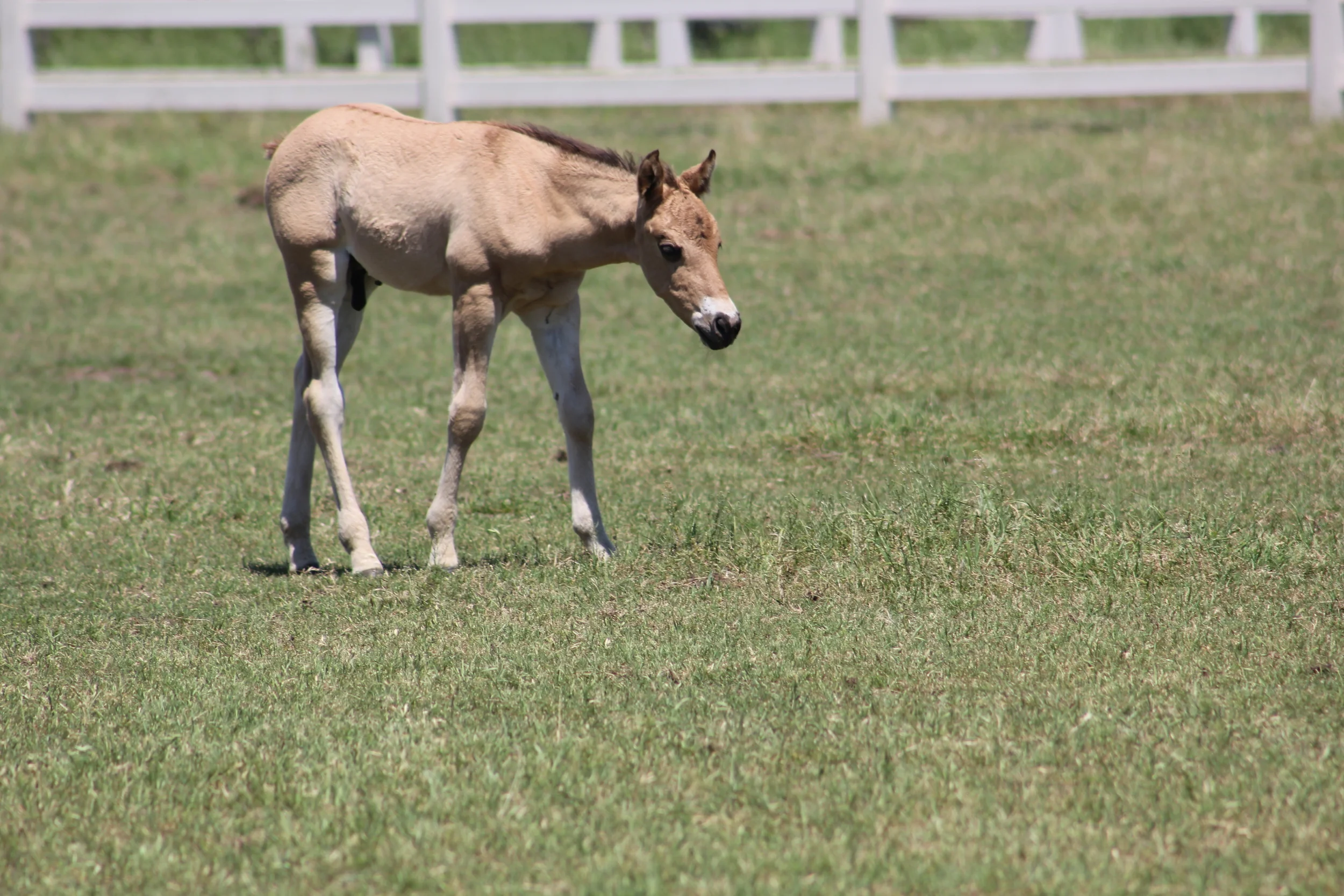 Gunner x Rio Dun Good