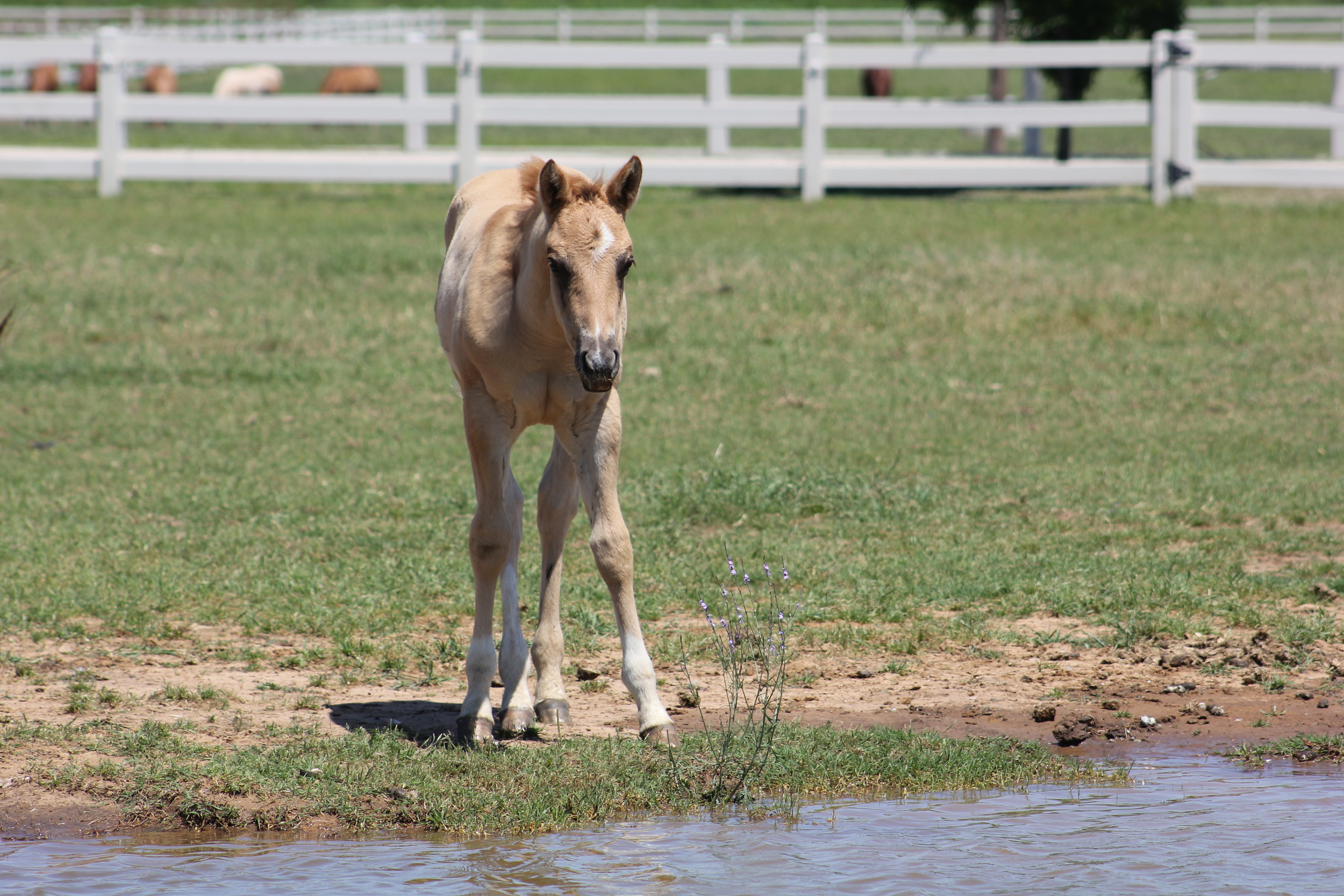 Gunner x Rio Dun Good