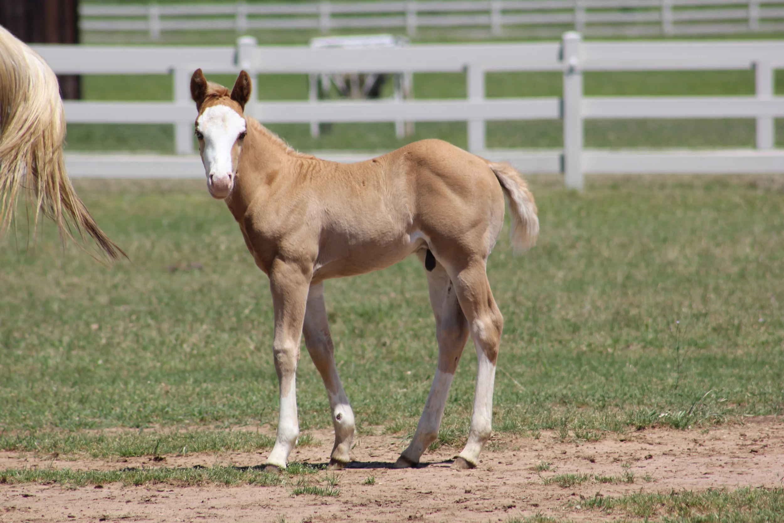 Hollywoodstinseltown x CN Smokin Star