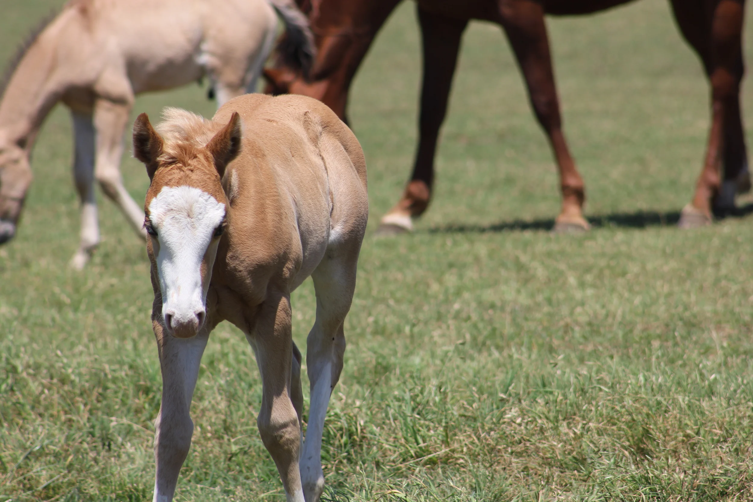 Hollywoodstinseltown x CN Smokin Star