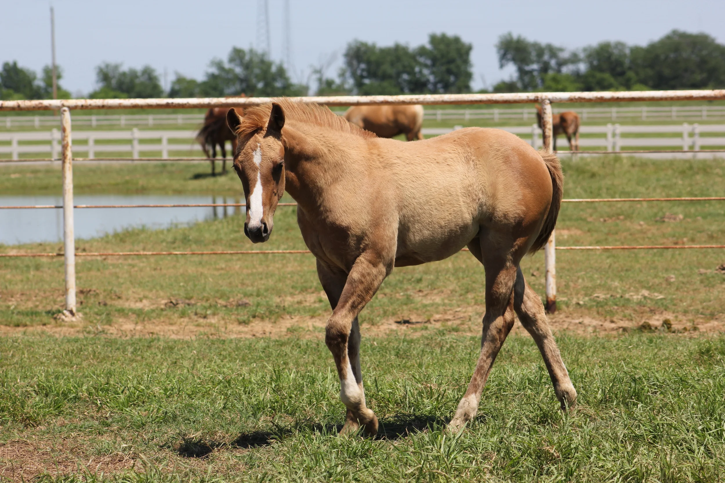Yellow Jersey x Dun Its Deja Vu