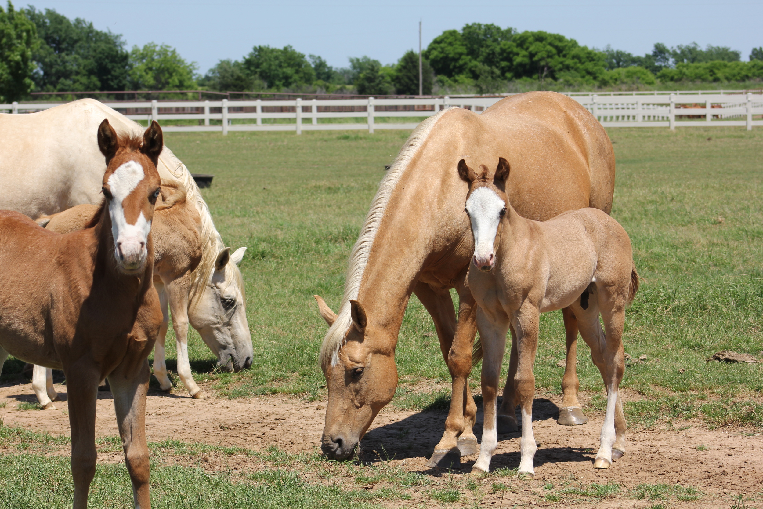 Gunner x Rio Dun Good (left) and Gunners Special Nite x Gotta Gitya Dun (right)