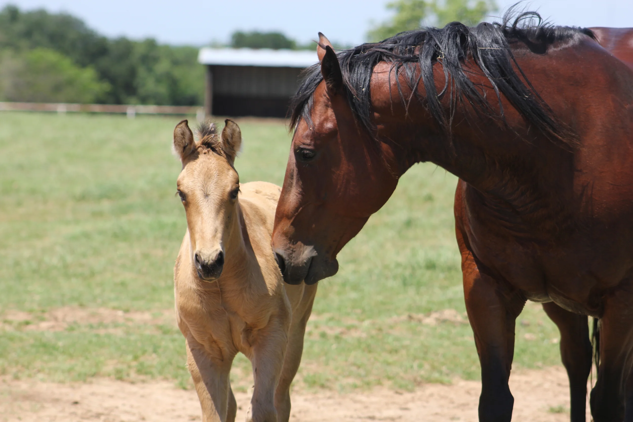 Yellow Jersey x Justa Spring Freckle