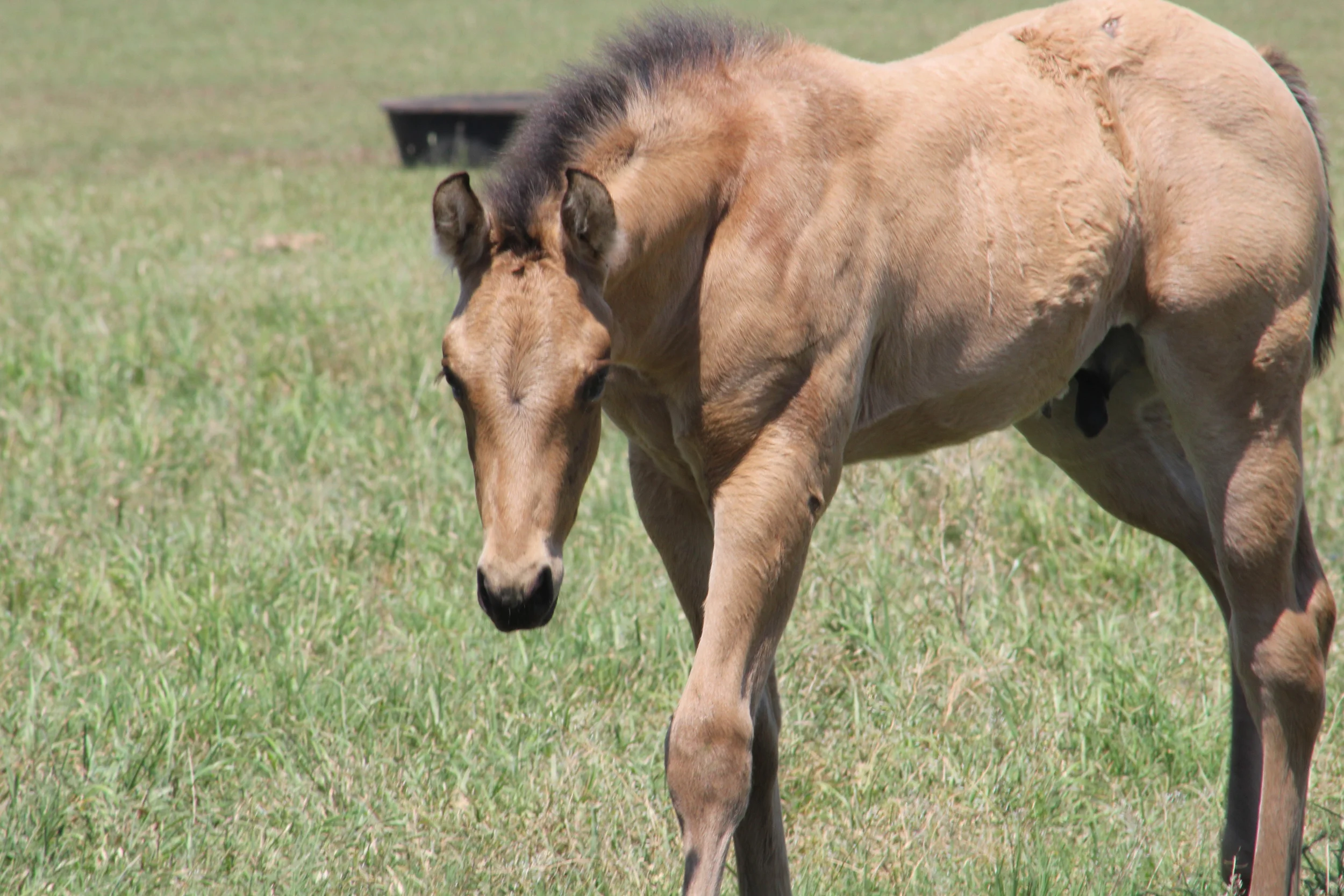 Yellow Jersey x Justa Spring Freckle