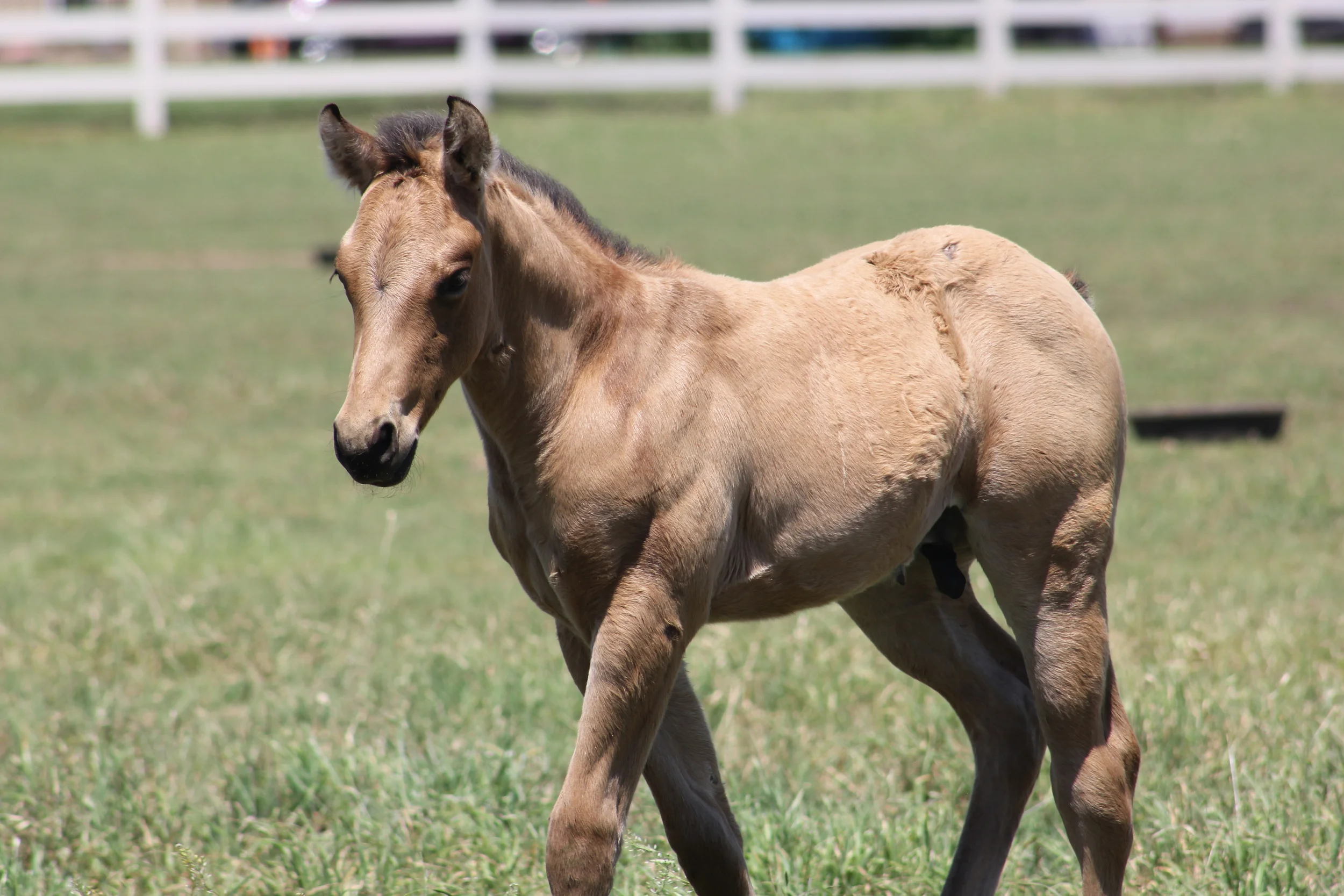 Yellow Jersey x Justa Spring Freckle