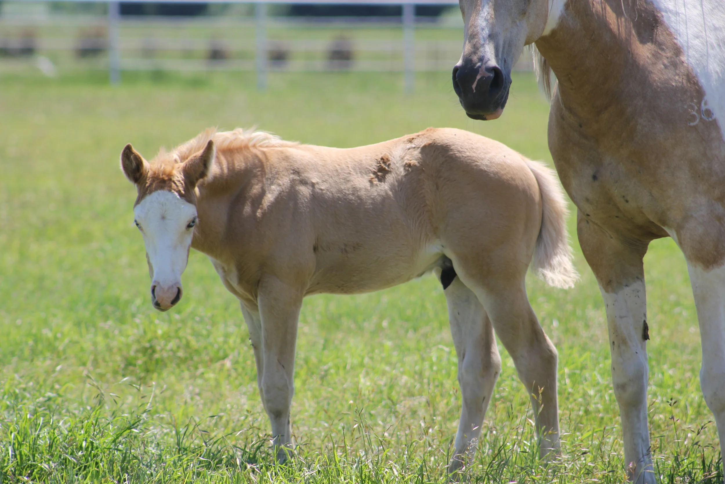 Gunner x Custom Made Dunit