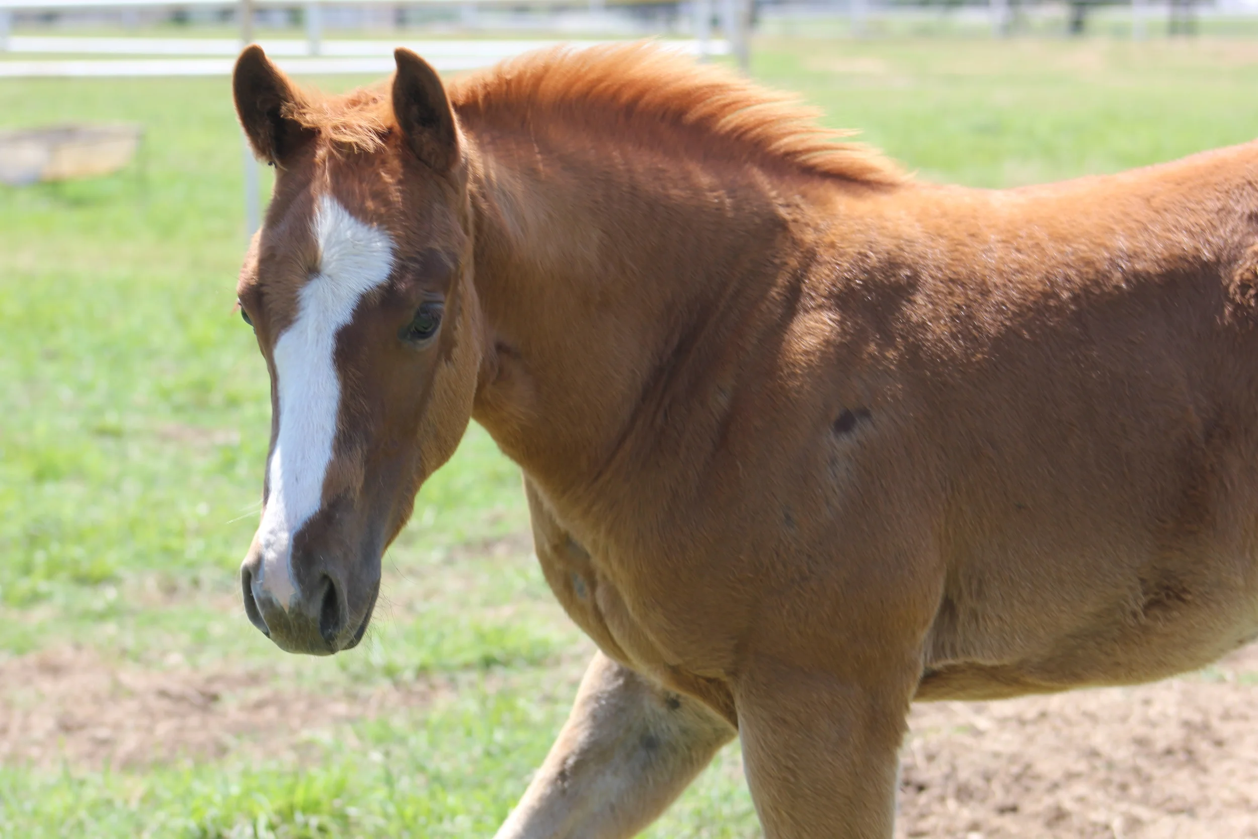 Yellow Jersey x Always Gotyer Gunsup