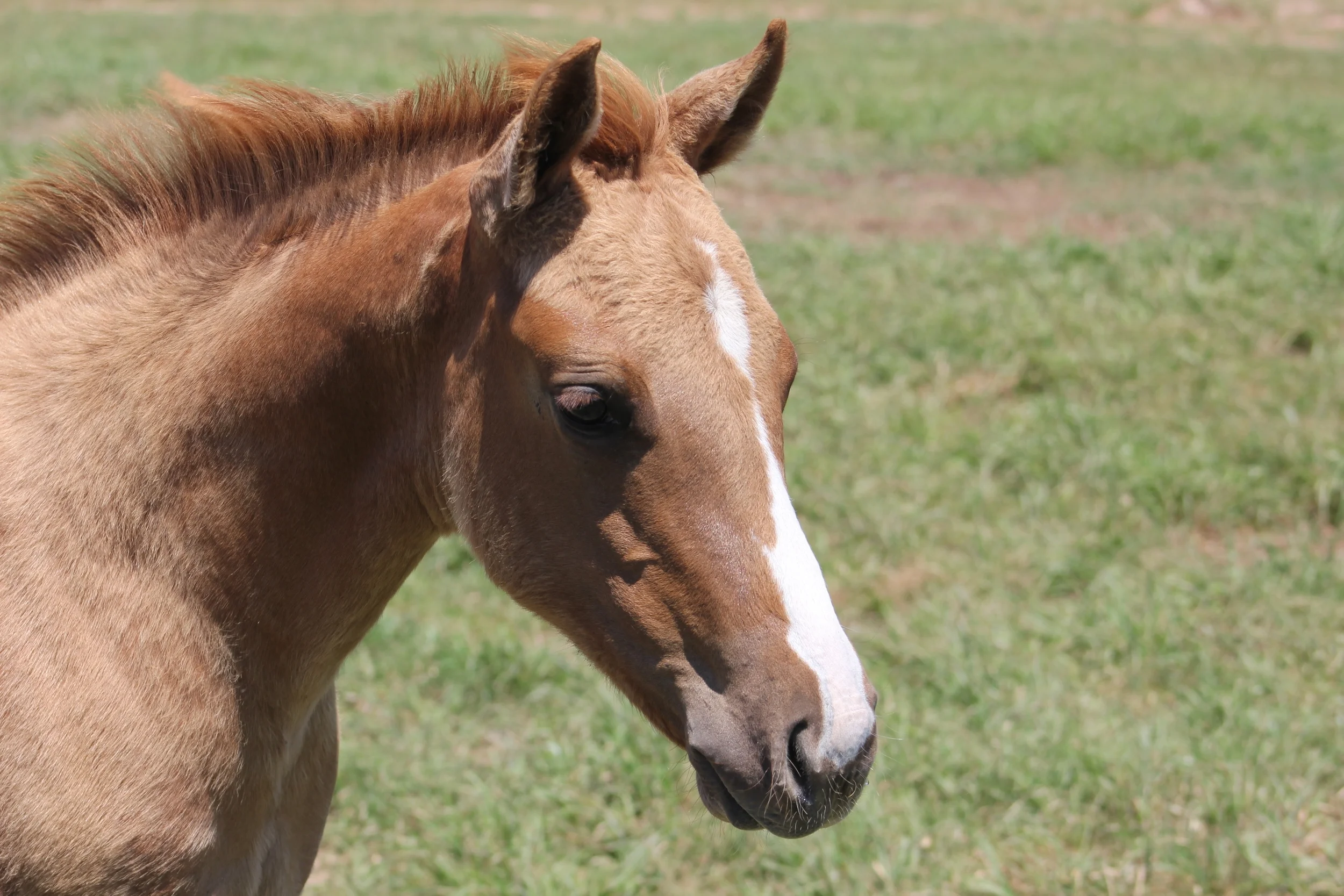 Yellow Jersey x Dun Its Deja Vu