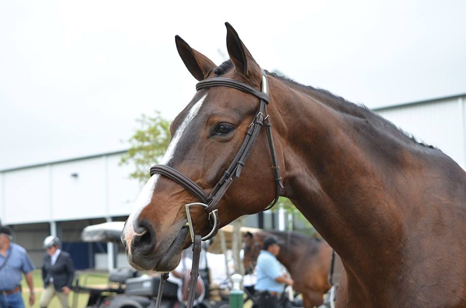 Congratulations to Burnadette Mulliken on her purchase of Corasonne! Thank you to Jodi 