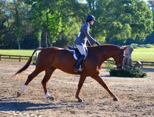 Brent — Champion Baby Green Hunters, owned by Colleen McQuay and shown by Alexandra Ansteth