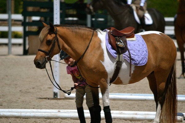 SIERRA AND CARLEE MCCUTCHEON WEEK I & II Ribbons in all short stirrup classes at their first show in the short stirrup division!