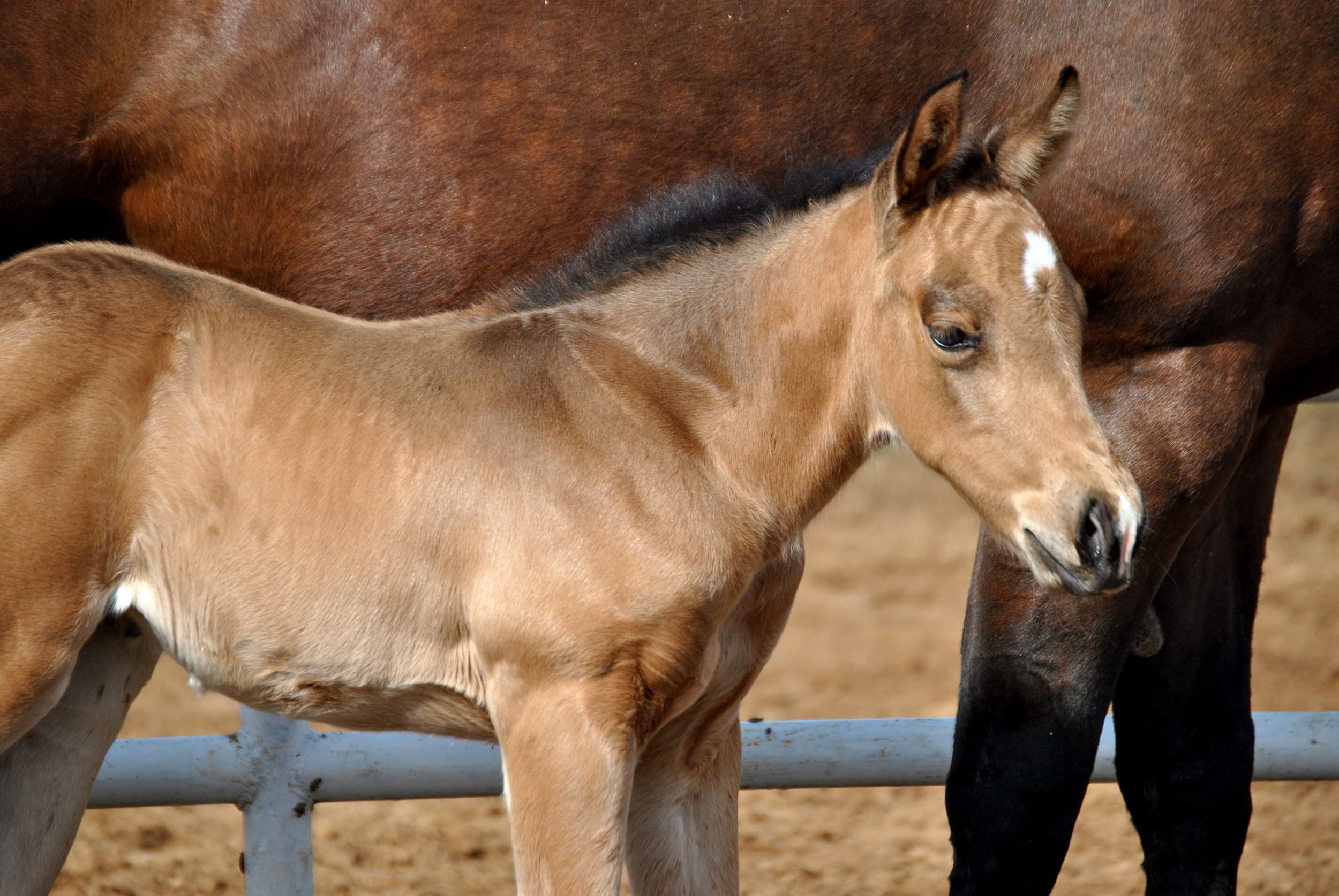 Hollywoods TOpchic Foal 2.JPG