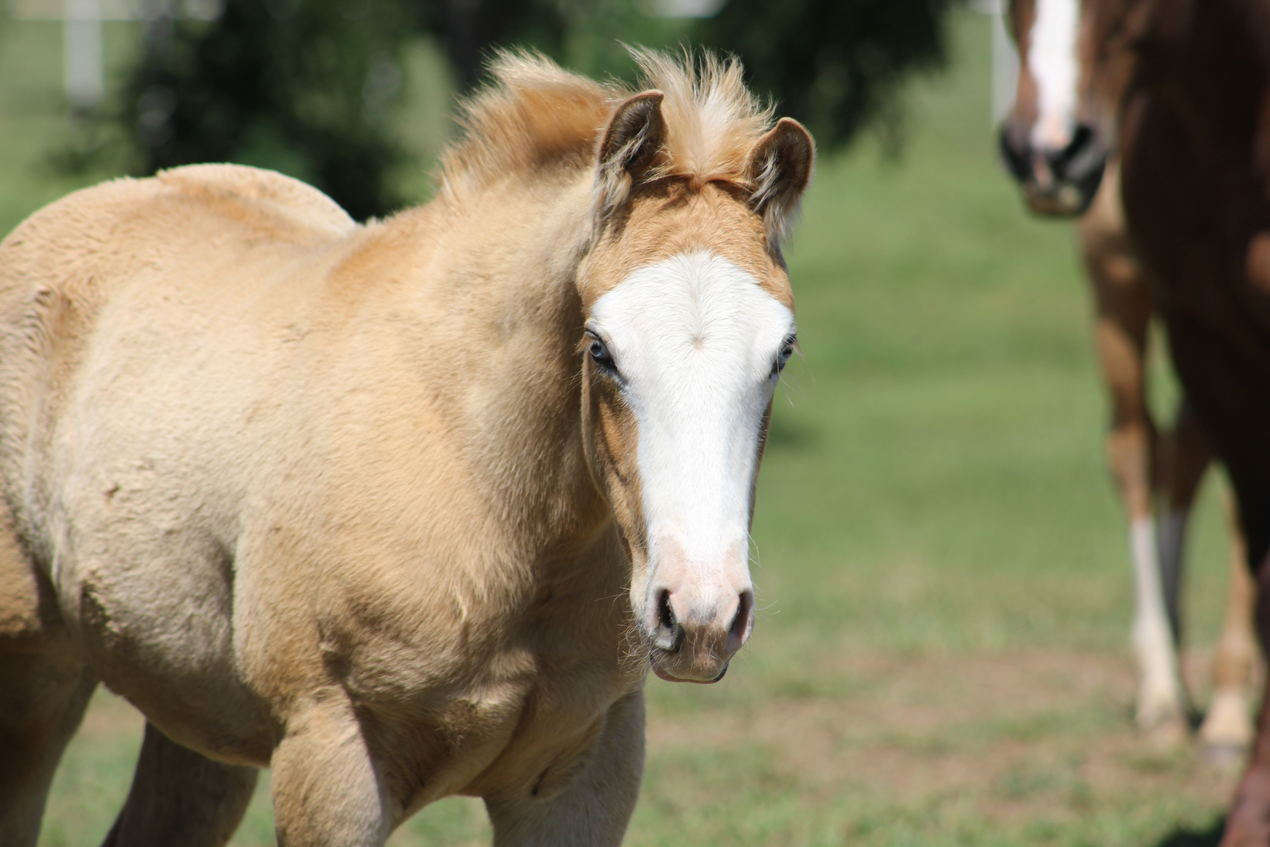 YJ x Gunners Dollface Colt May.JPG