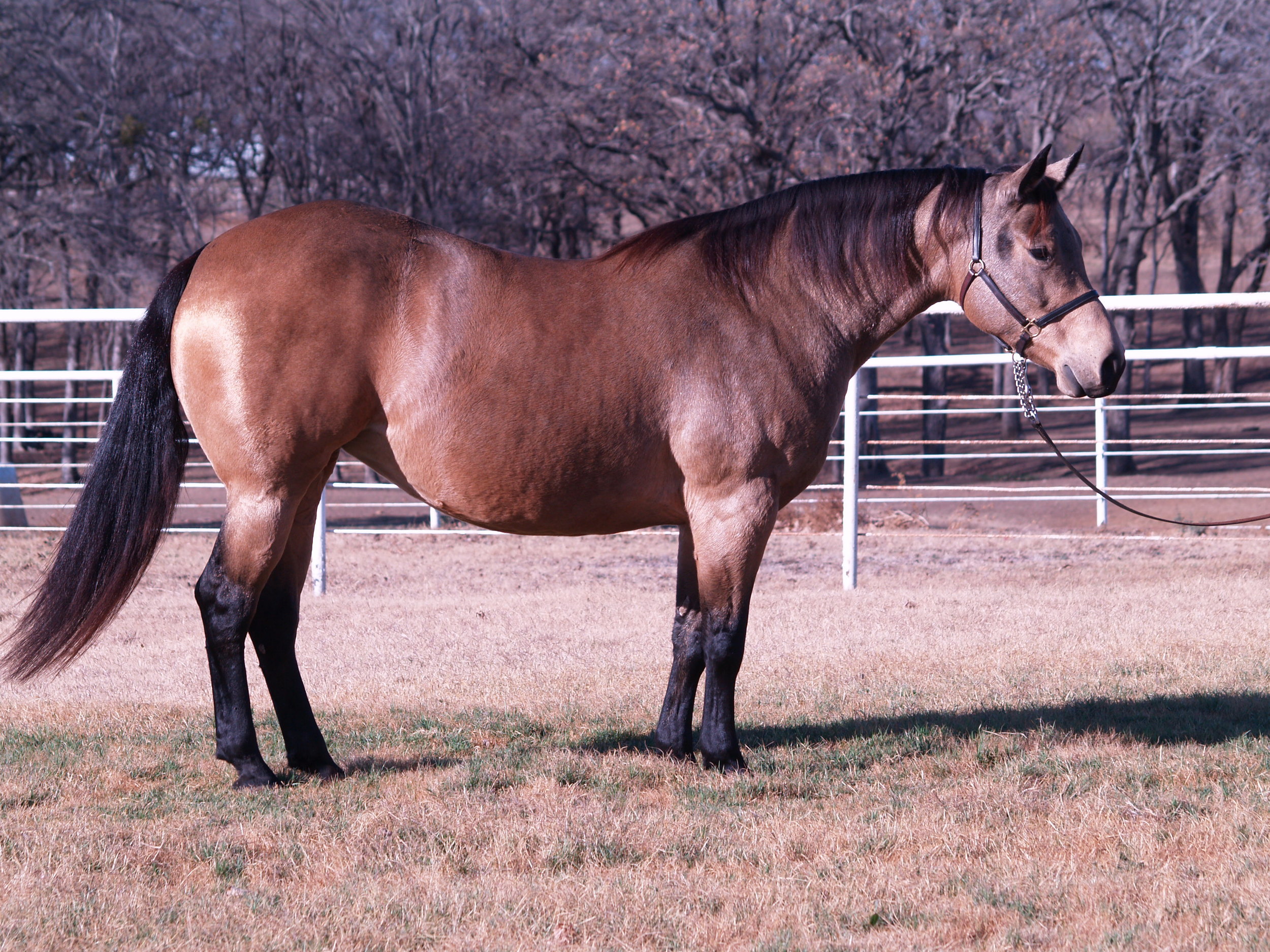 Custom Made Dunit is a 2005 buckskin mare by Hollywood Dun It and out of Custom Red Berry by Custom Crome. She is an NRHA money earner and producer of $281,313+, including the 2012 Non Pro Futurity Co-Champion, Customized Gunner and the 2015 NRBC Non Pro Co-Reserve Champion Custom Made Gun.