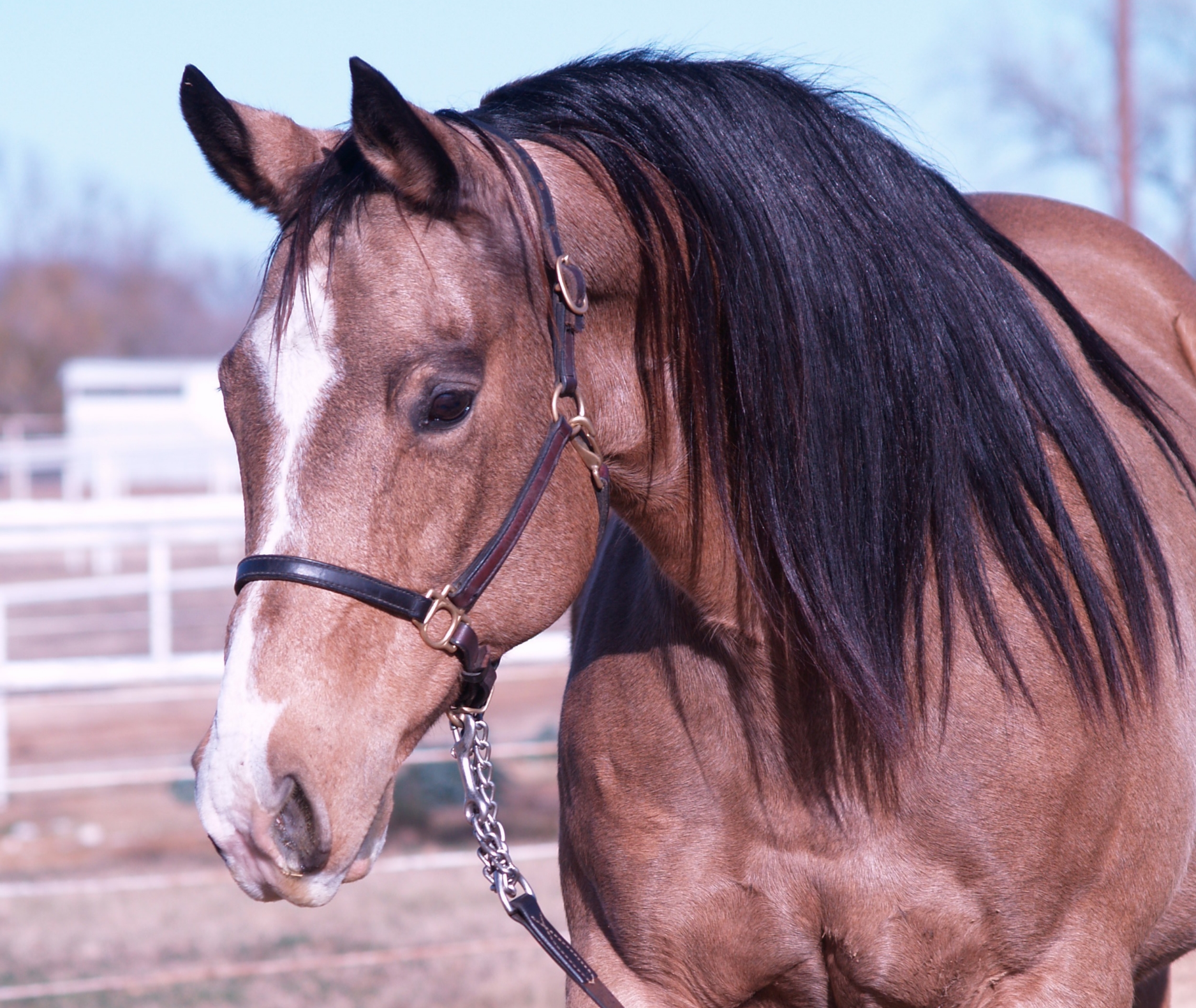 Cee Dun It Do It, 1994 buckskin mare by Hollywood Dun It and out of Seniorita Miss Cee by Corona Cody. An earner of $4,797 and producer of $397,500+ , she is an NRHA Top 25 All Time Leading Dam and the dam of 2012 NRHA Open Futurity L4 Champion, Americasnextgunmodel (by Gunner).
