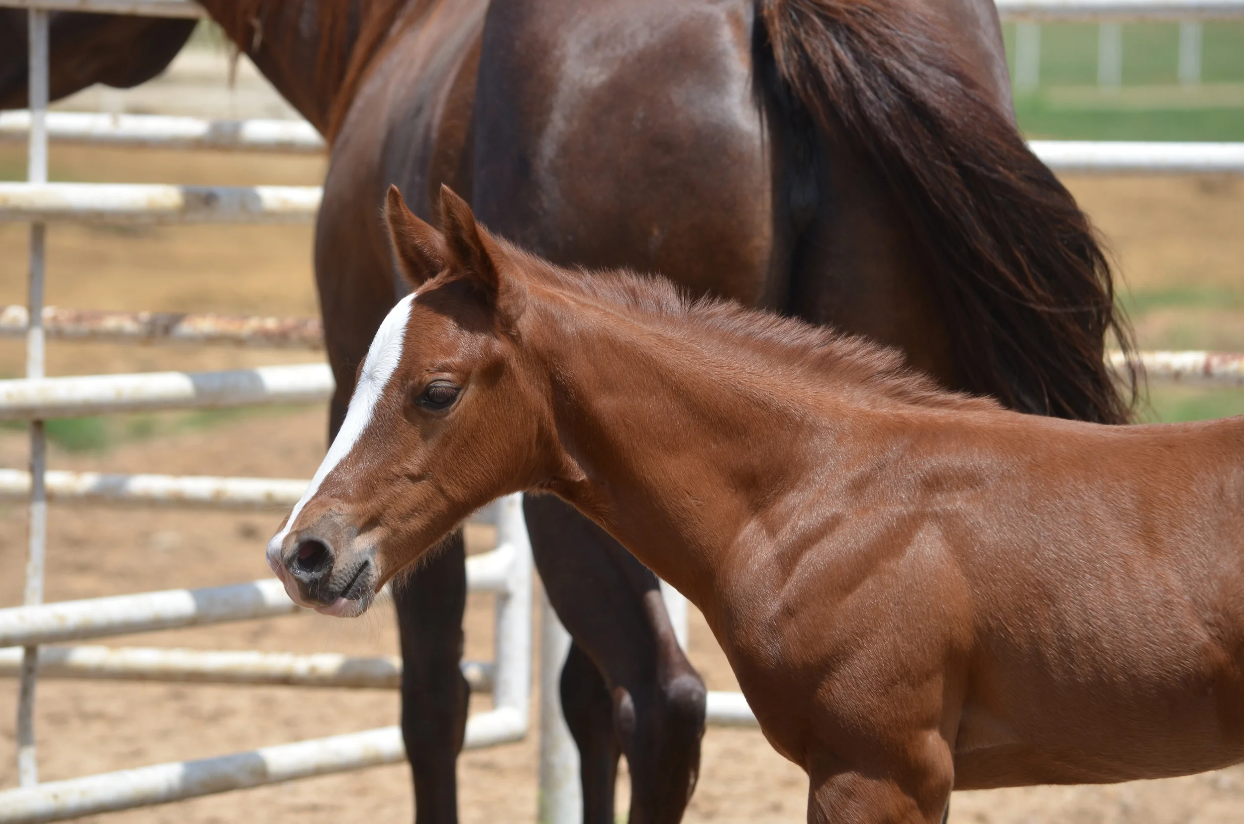Yellow Jersey x Badgers Movie Shine 
