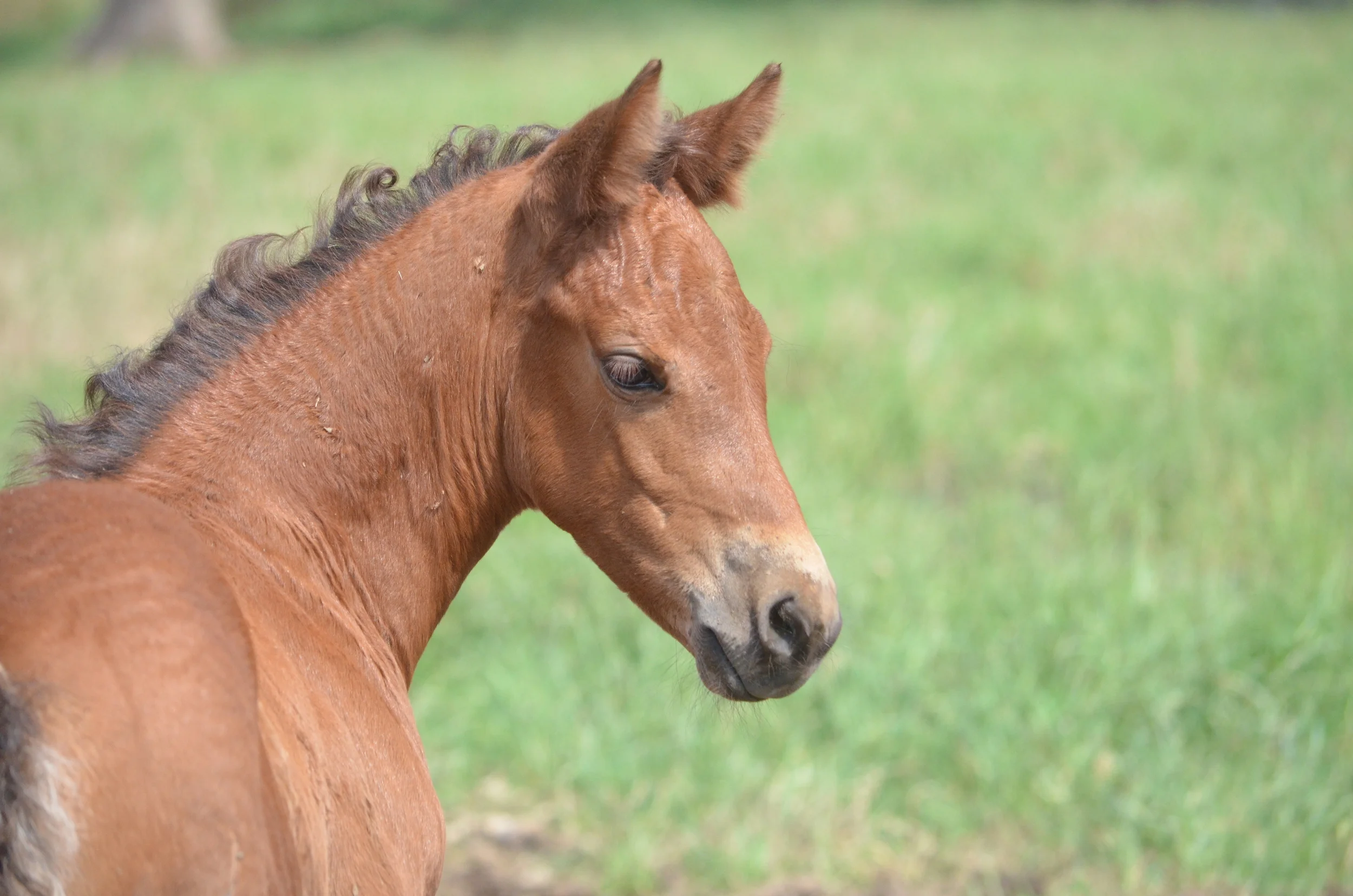 Gunners Tinseltown x Jazzily Dun It
