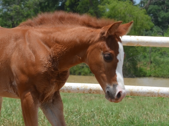 Yellow Jersey x Hickorys Top Chic