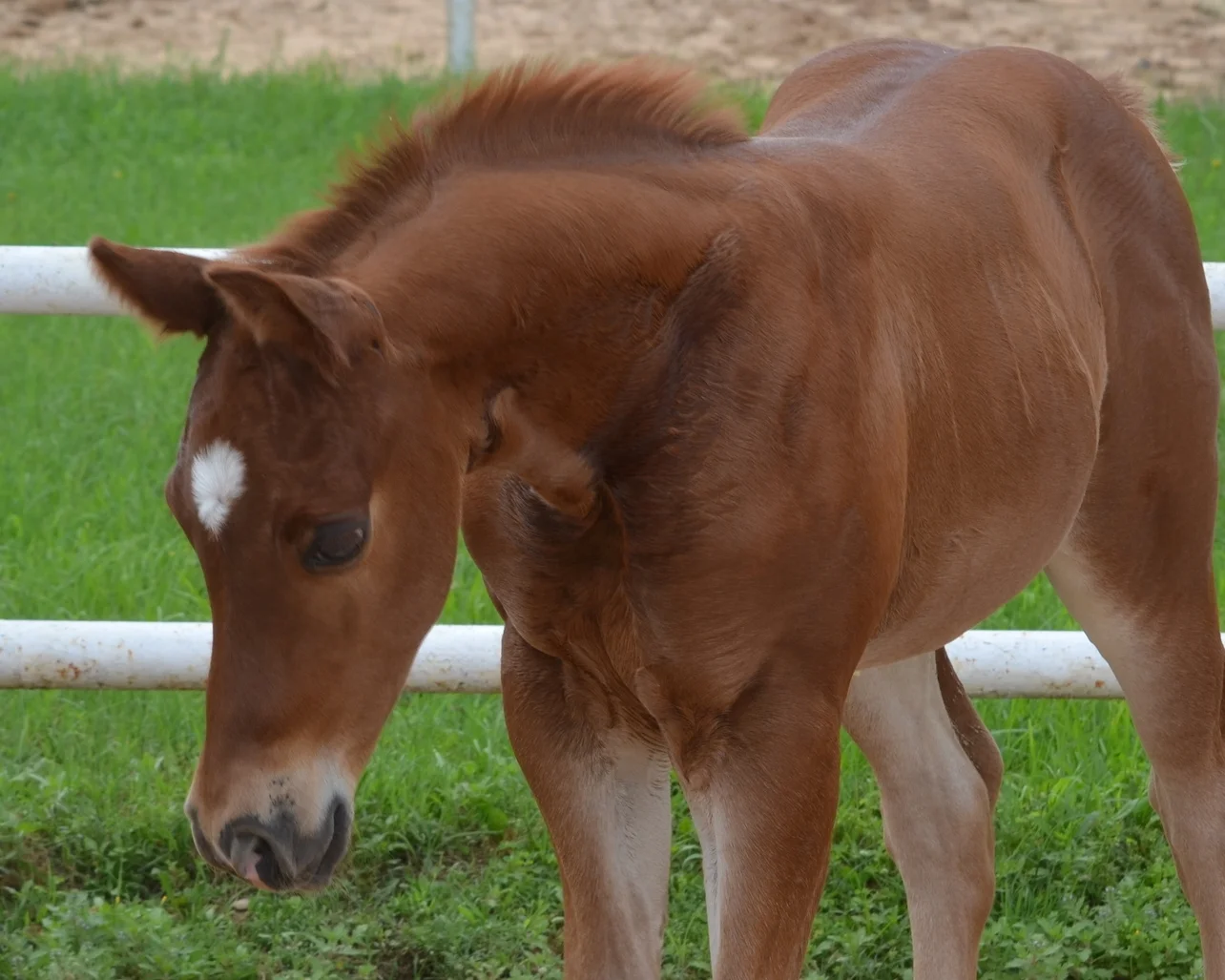 Gunners Tinseltown x Hickorys Top Chic