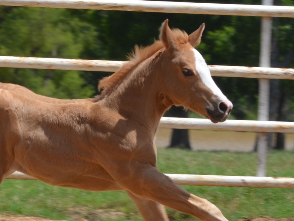 Yellow Jersey x Chic To A Hen