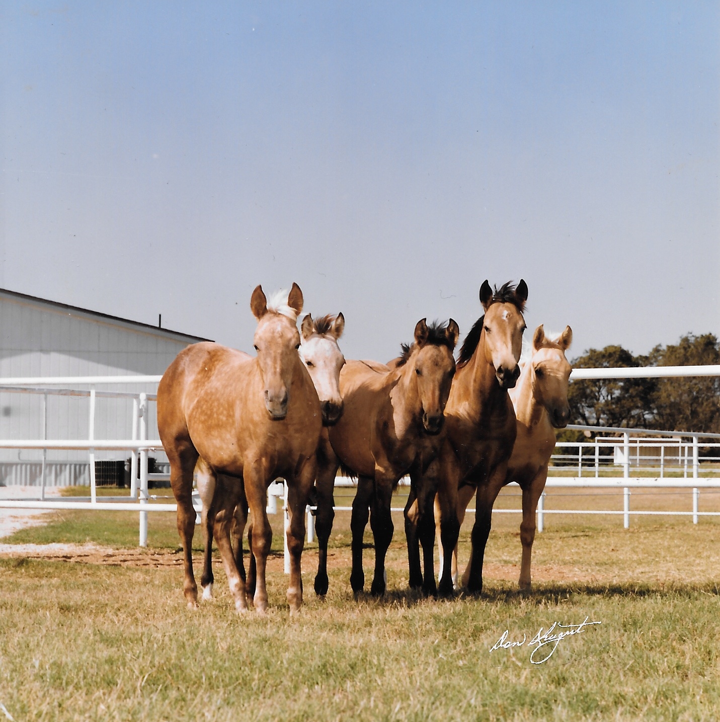 HDI First Foal Crop.jpeg