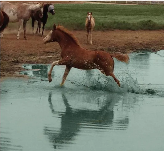 COLT-IN-WATER-2013.jpg