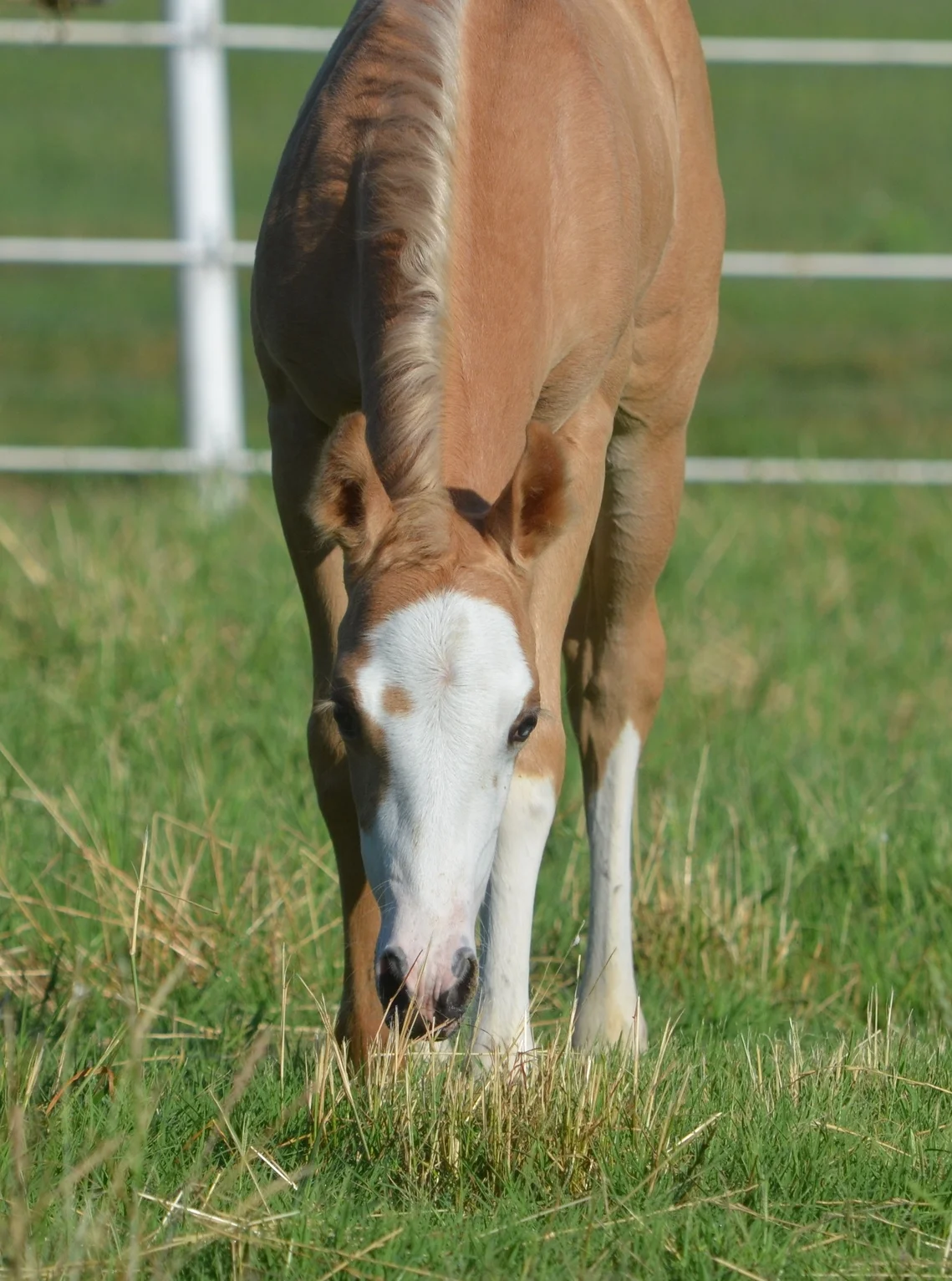 Gunners Tinseltown x Shiner Light