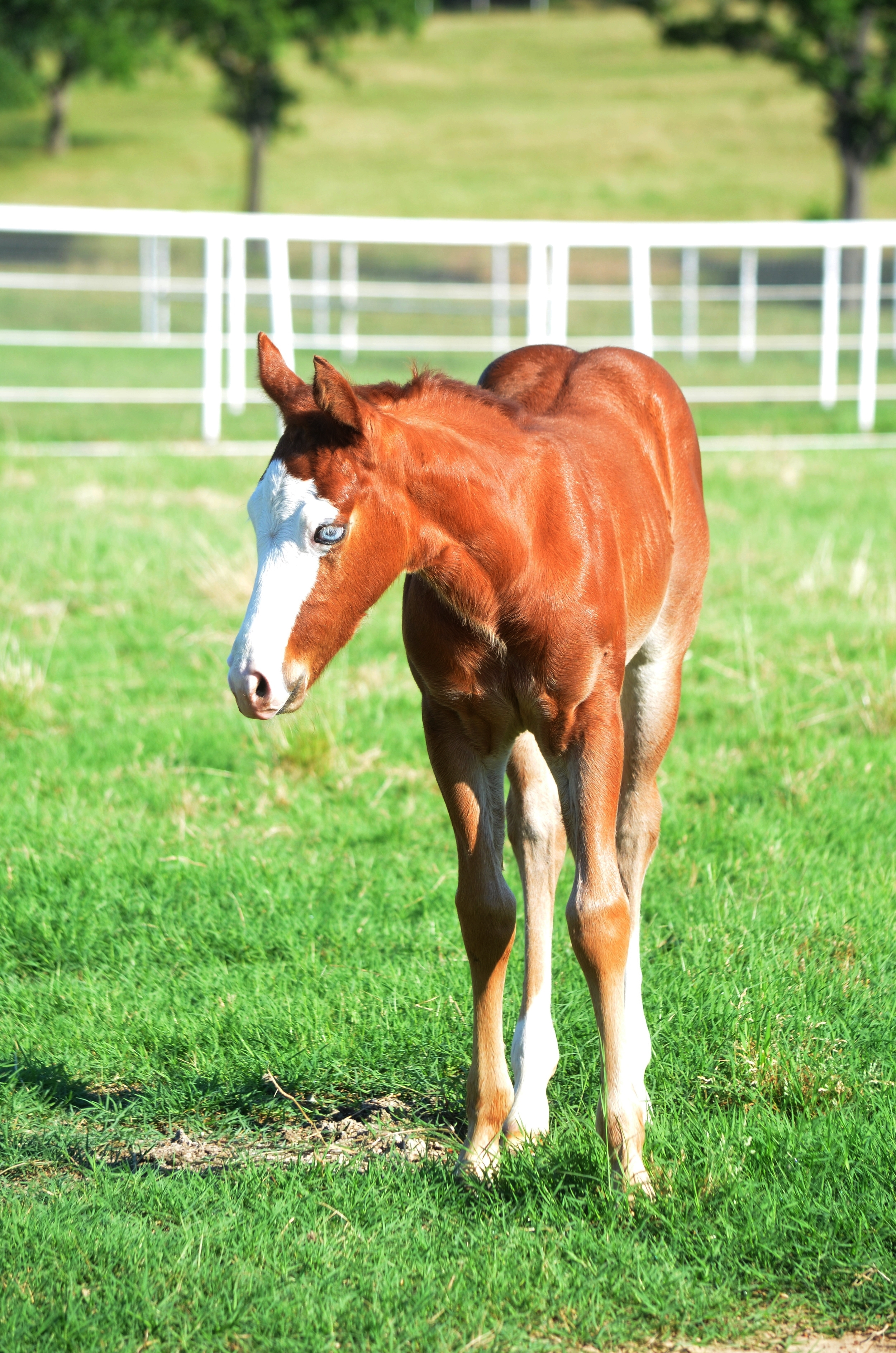 Yellow Jersey x Spot On N Sassy