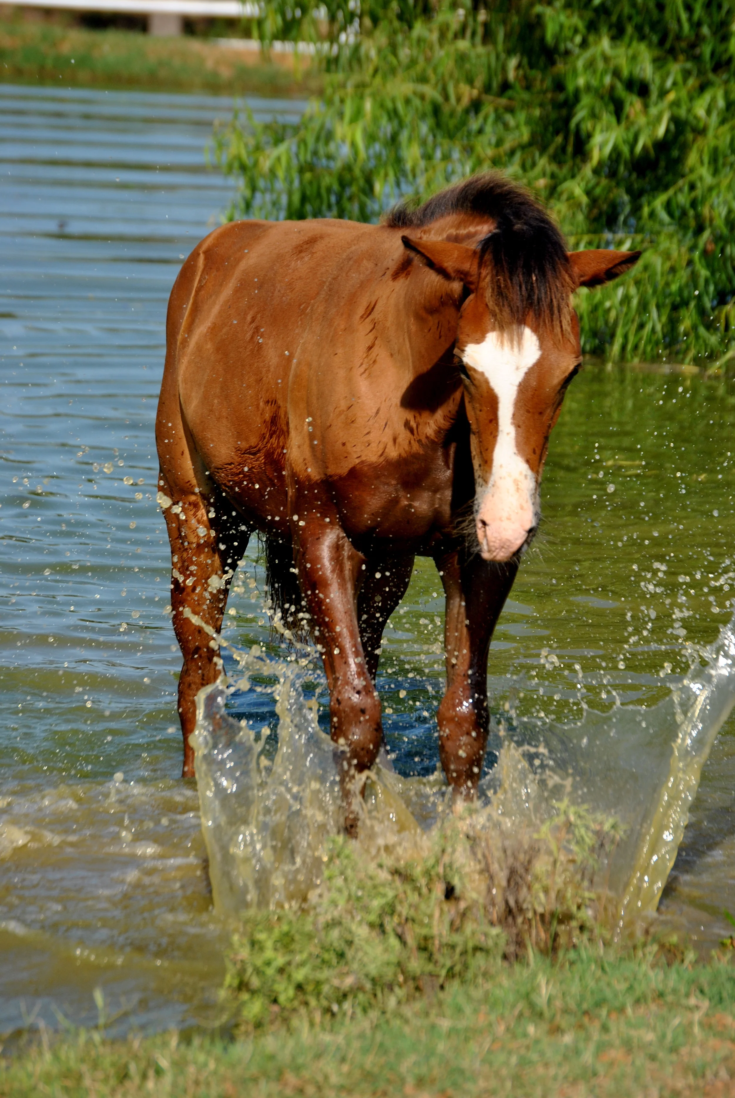 splashing.JPG
