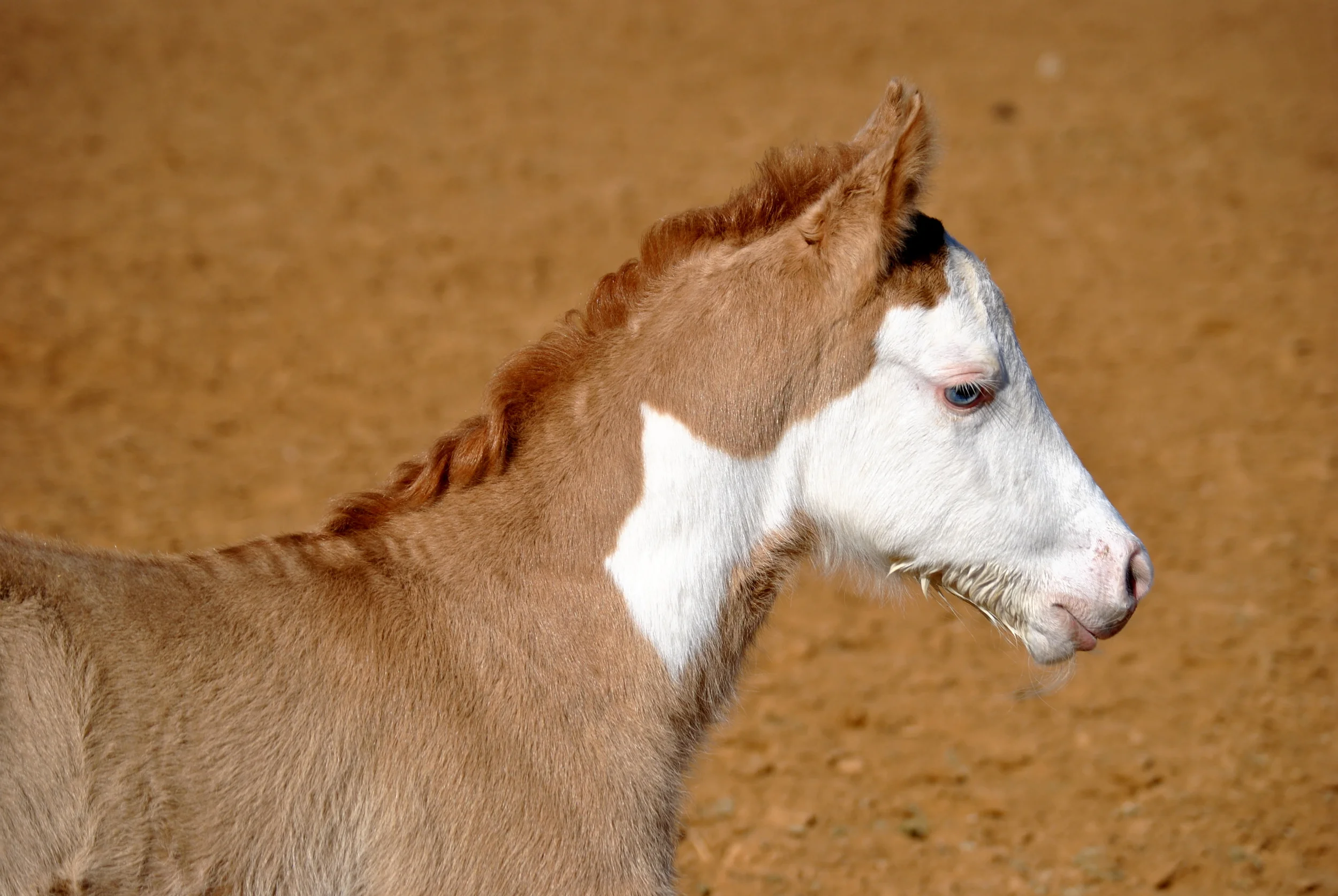 Hollywoodstinseltown x Gunners Dollface