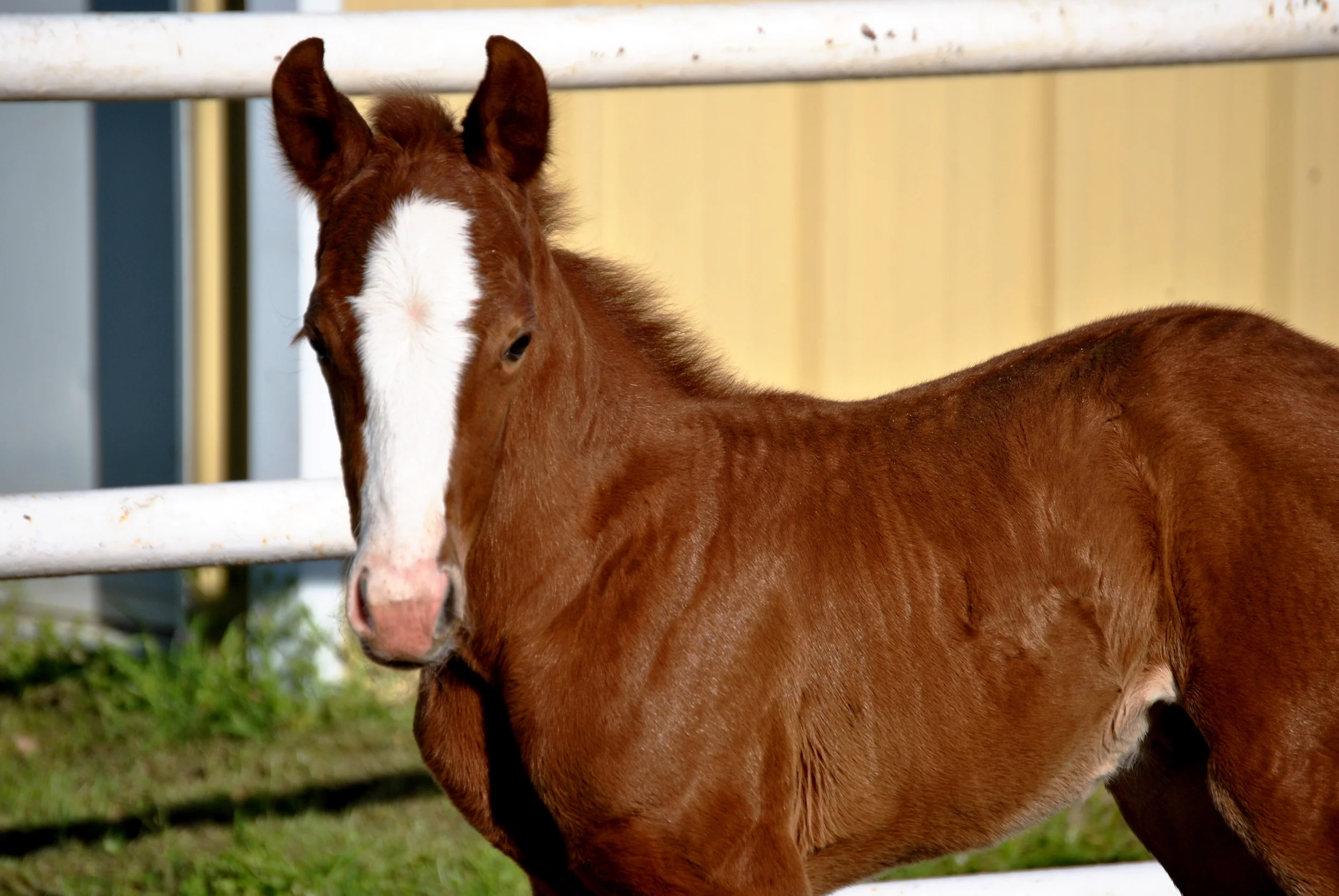 Yellow Jersey x Gay Chic Olena
