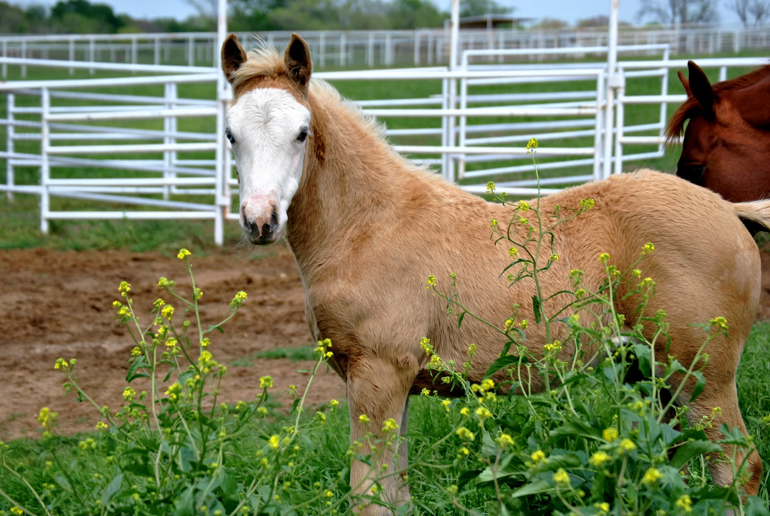 Yellow Jersey x Always Gotyer Gunsup