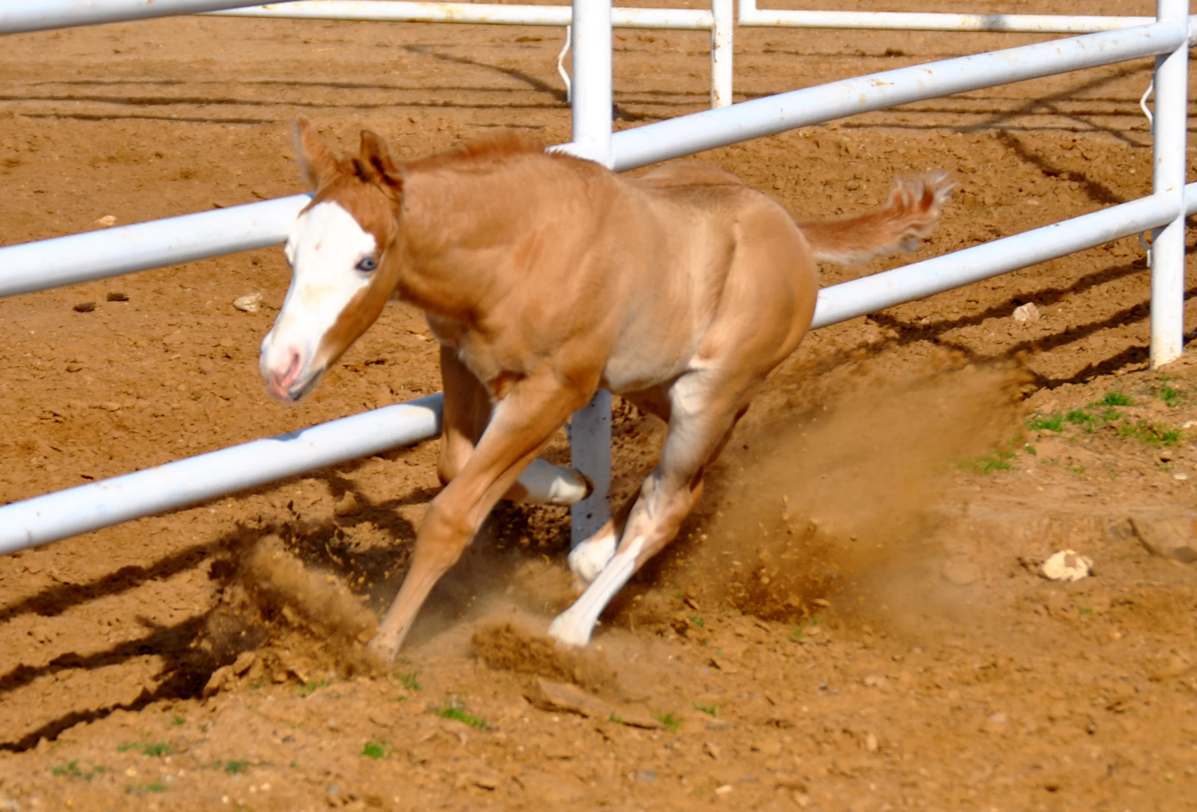 Yellow Jersey x Gunners Dollface