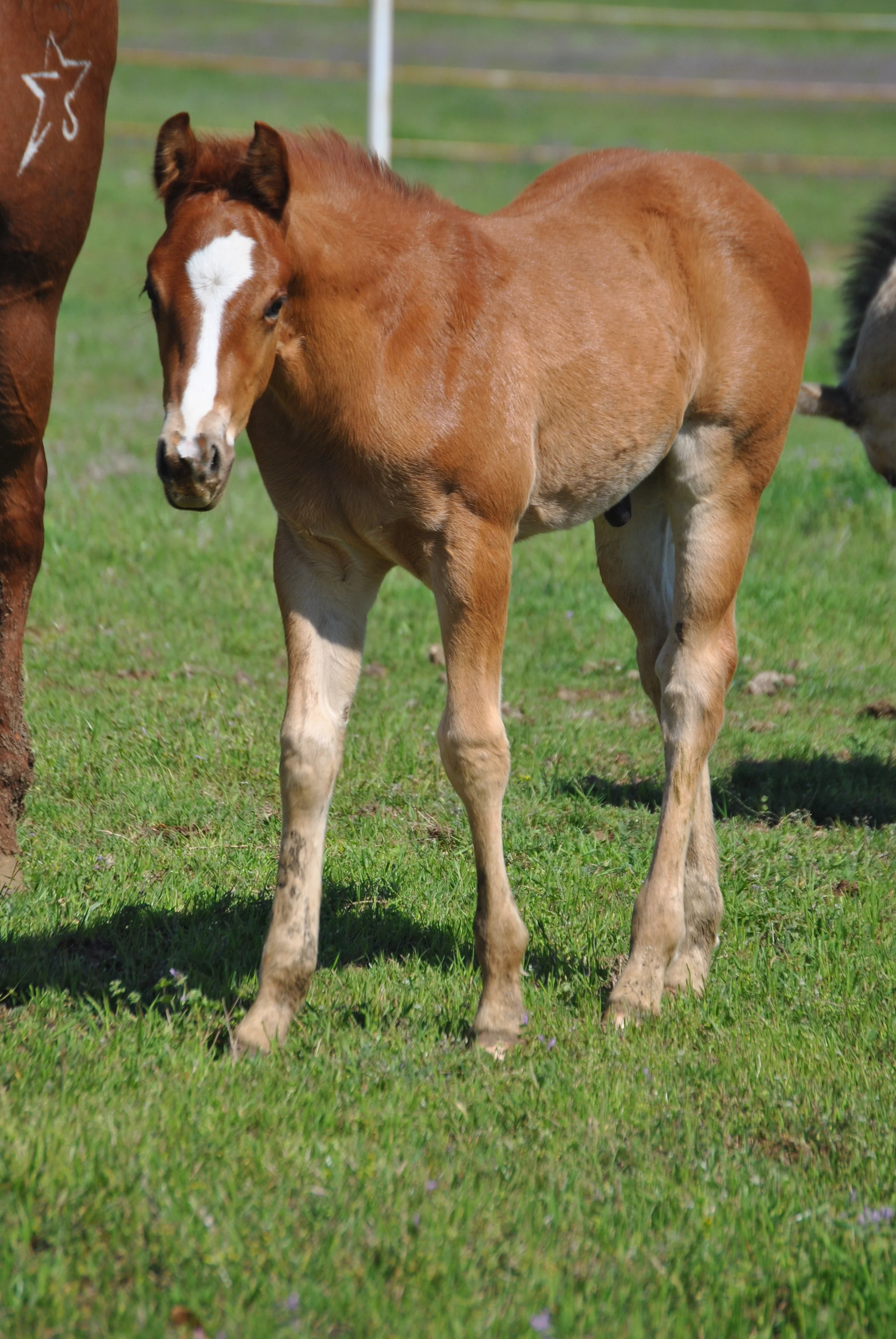 Yellow Jersey x Coronas Missin Star