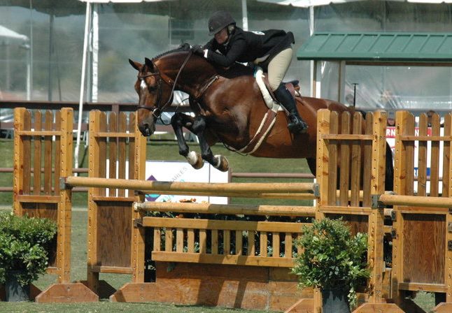 Newly enrolled sire, Caballito